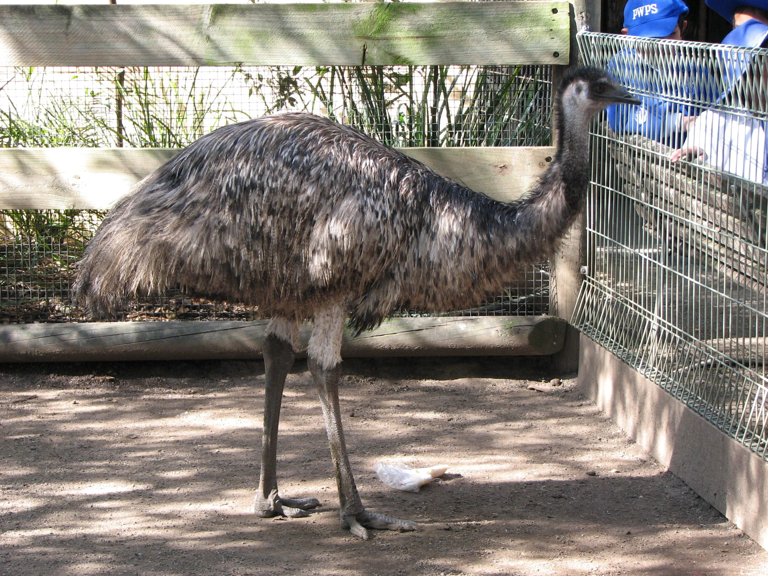 Featherdale Sydney Wildlife Park - Emu