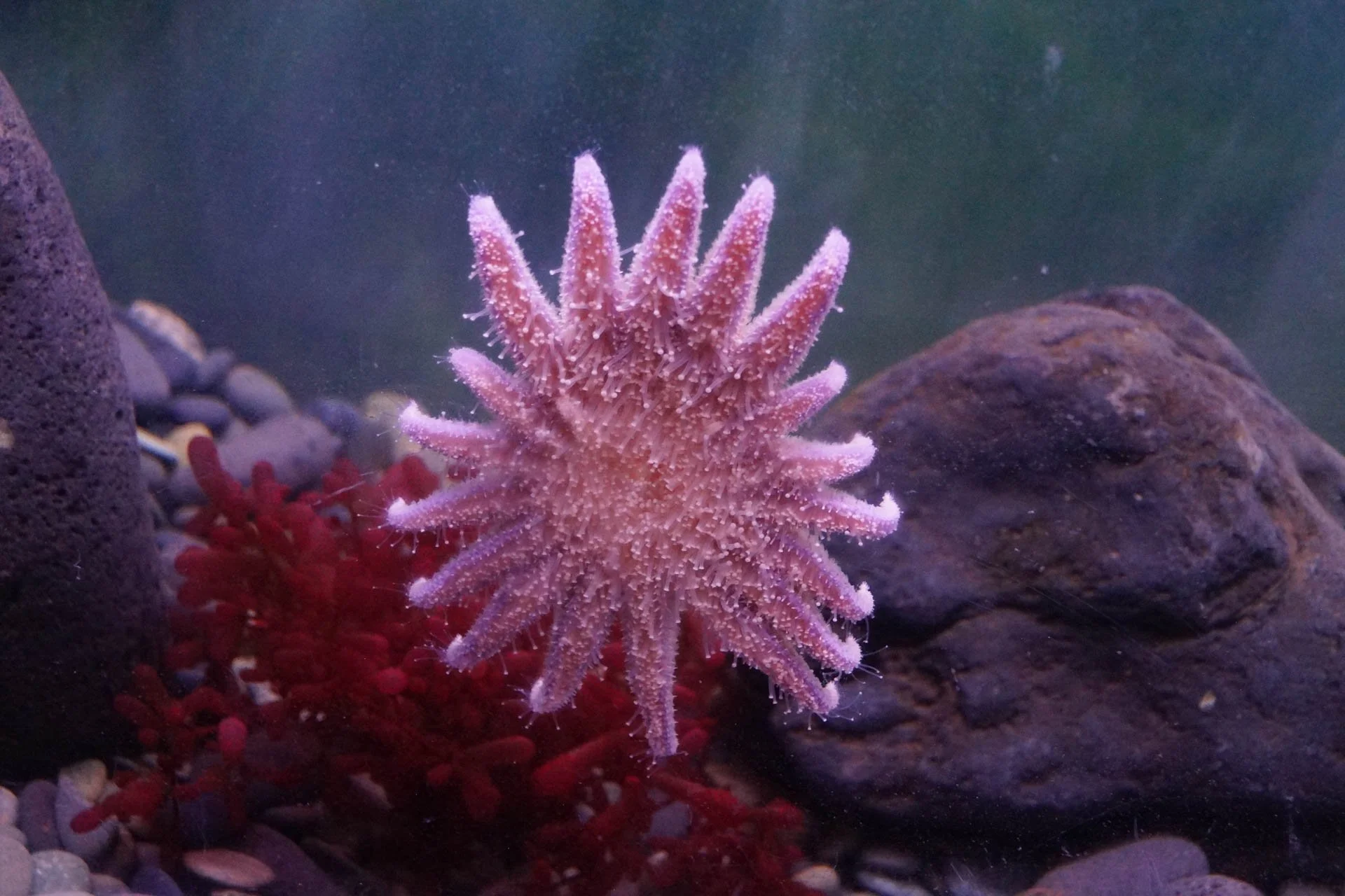 Sea Center: Sunflower Star