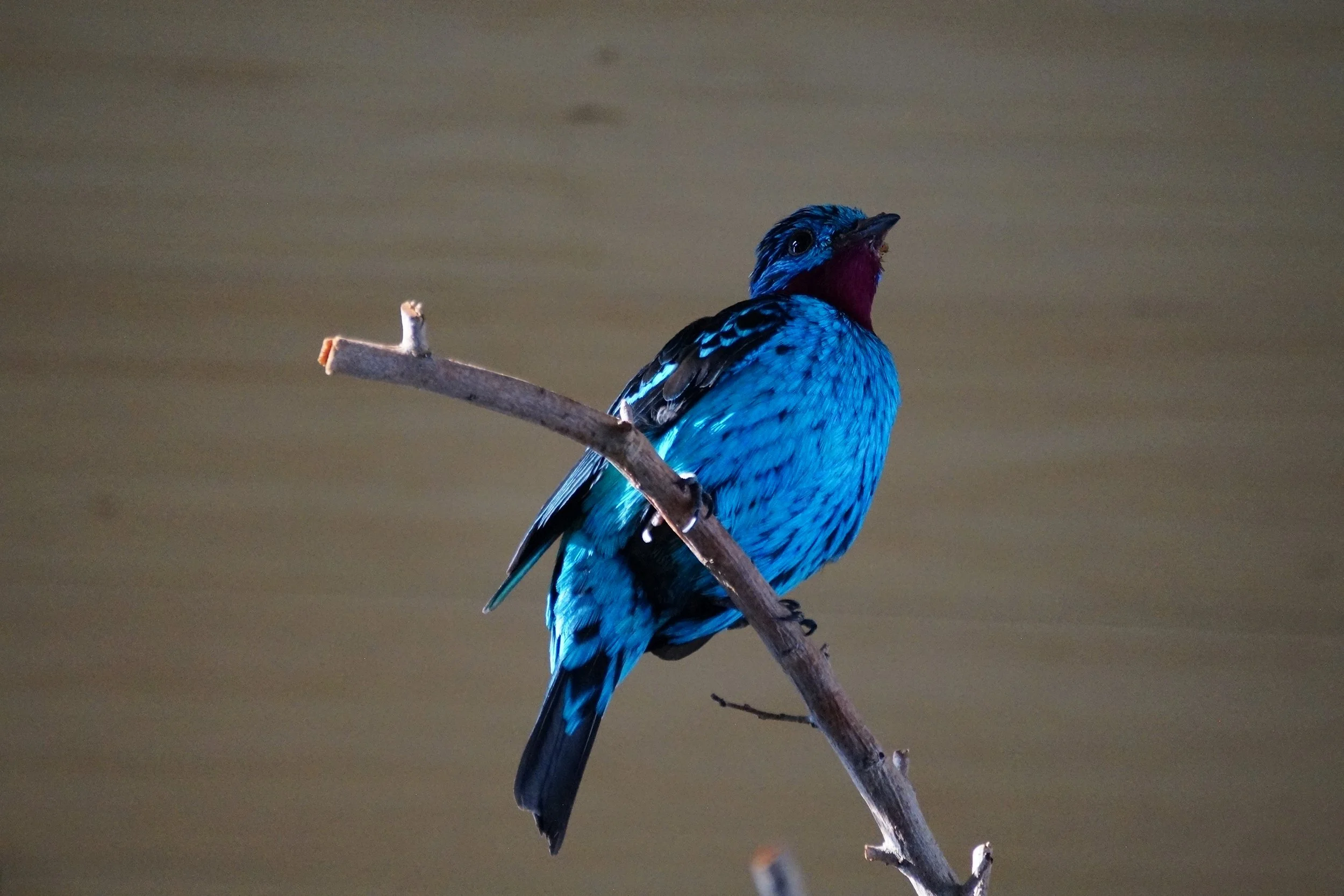 San Diego Zoo: Spangled Cotinga
