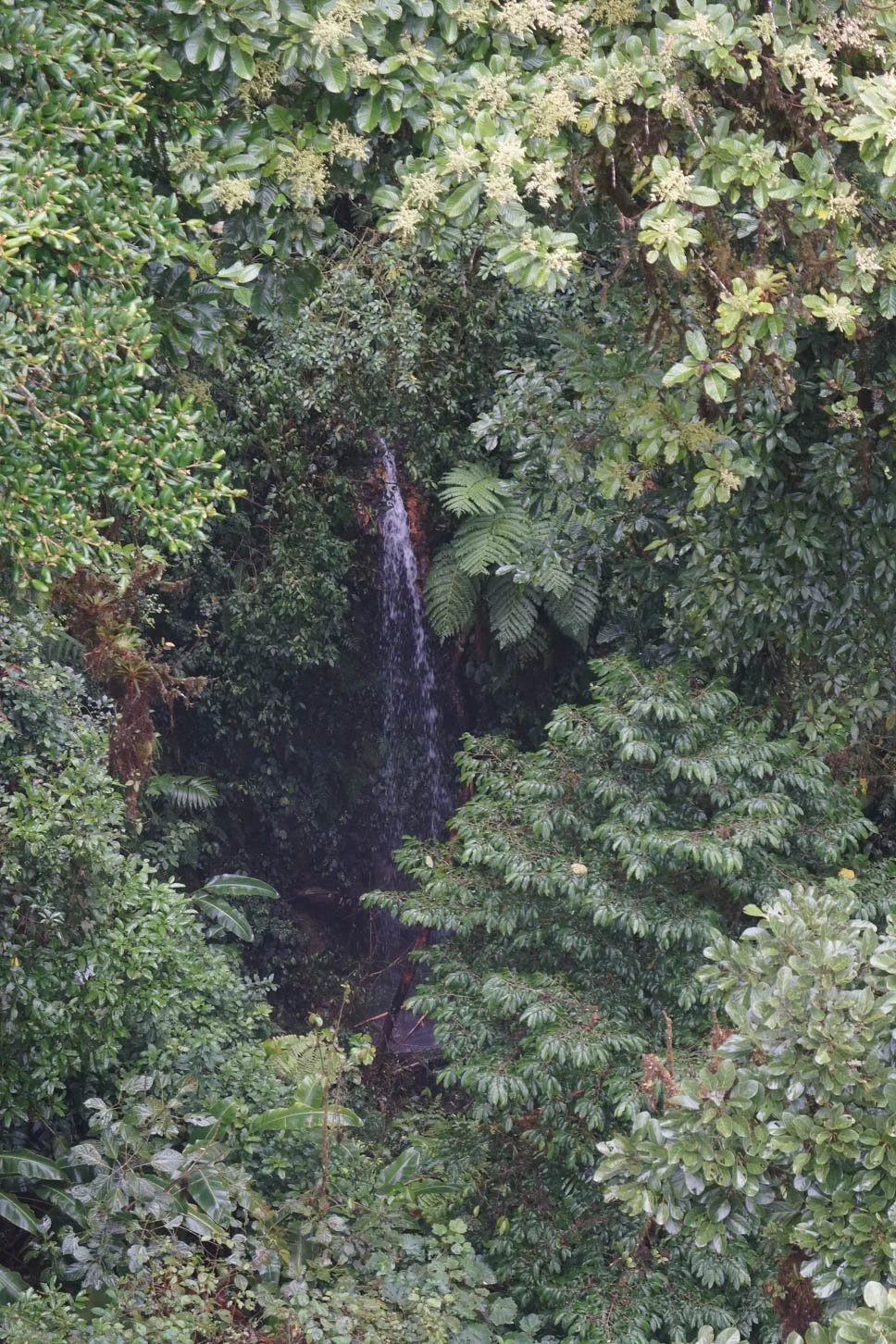 Hanging Bridges Trail at Selvatura Park