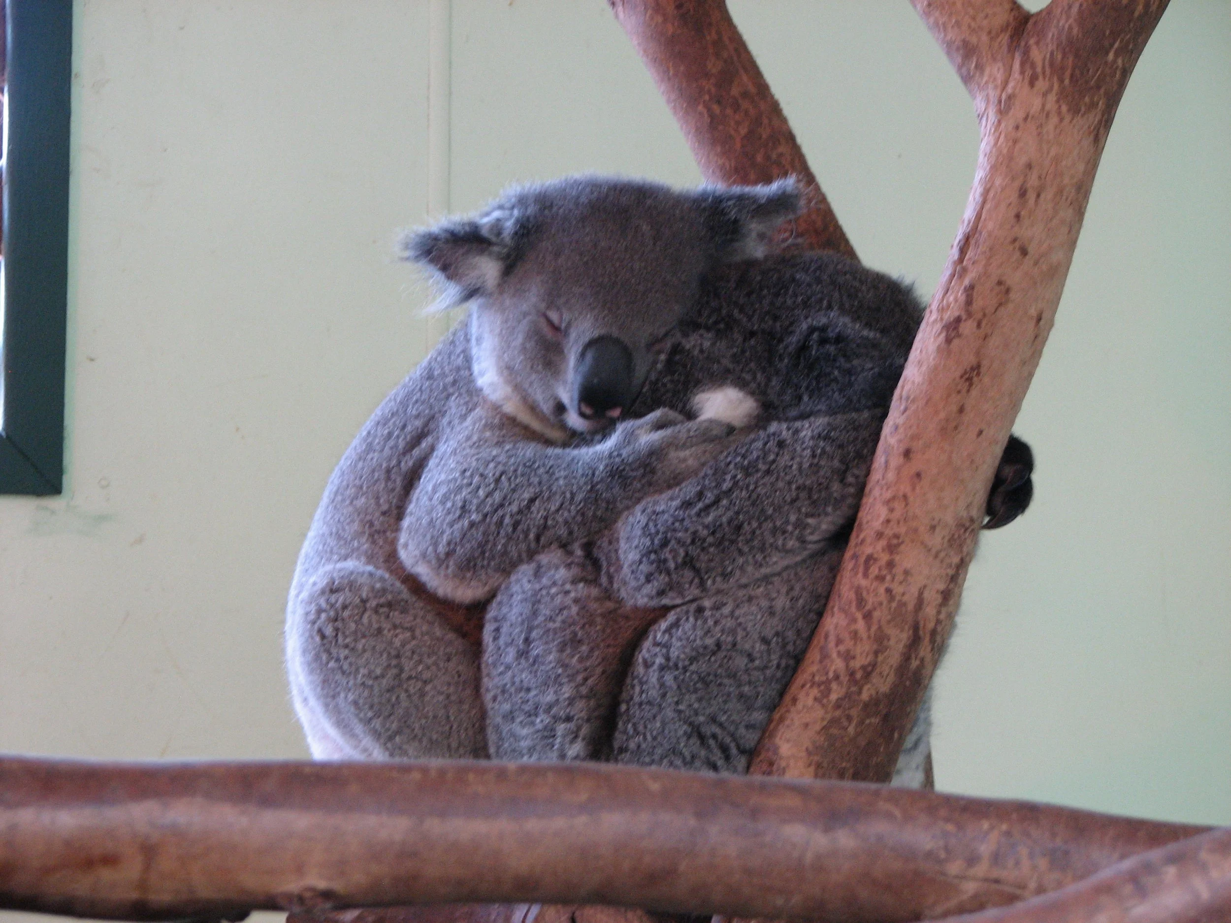 Featherdale Sydney Wildlife Park - Koala