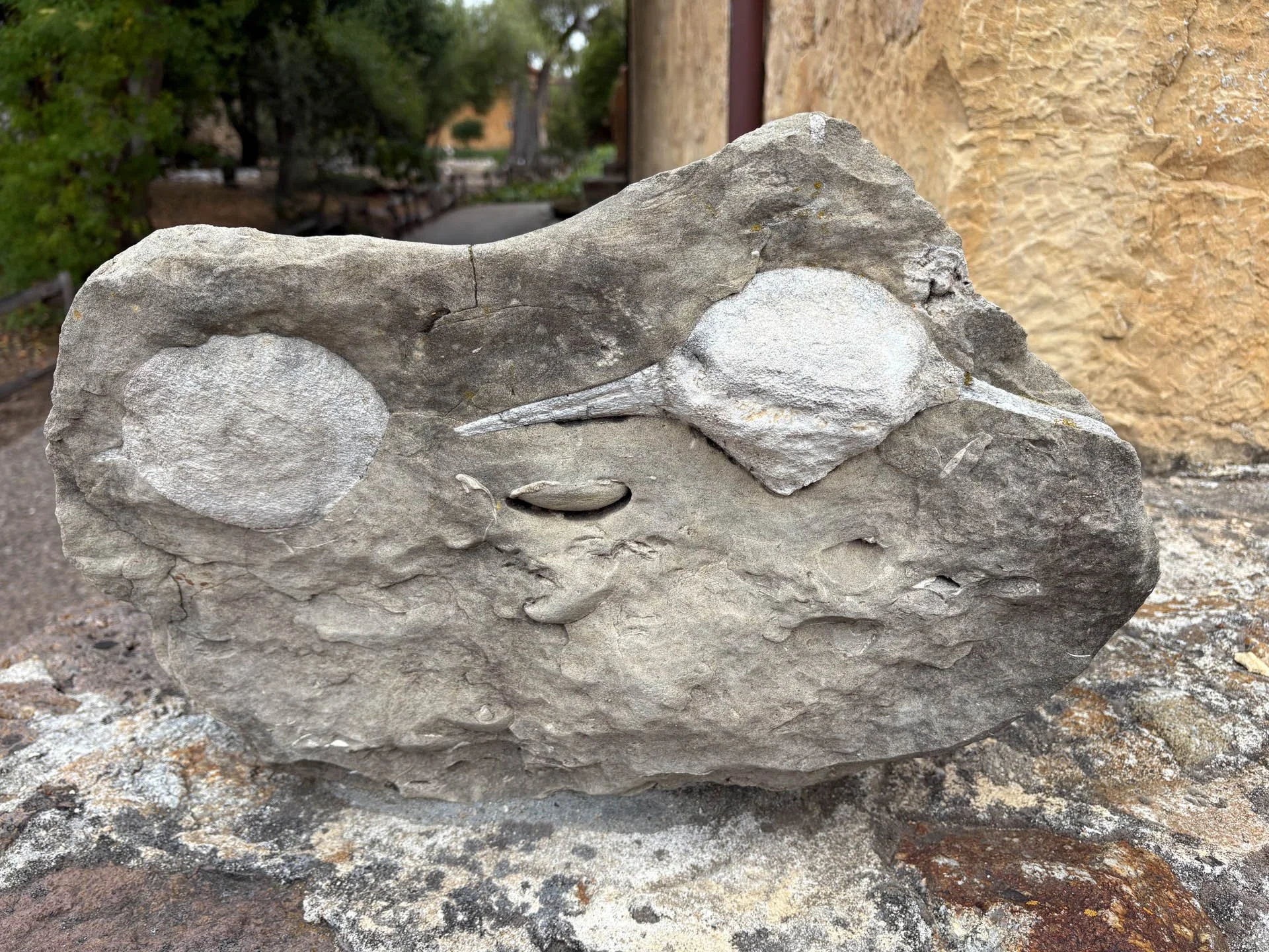Mission San Carlos Borromeo del Río Carmelo: Fossils