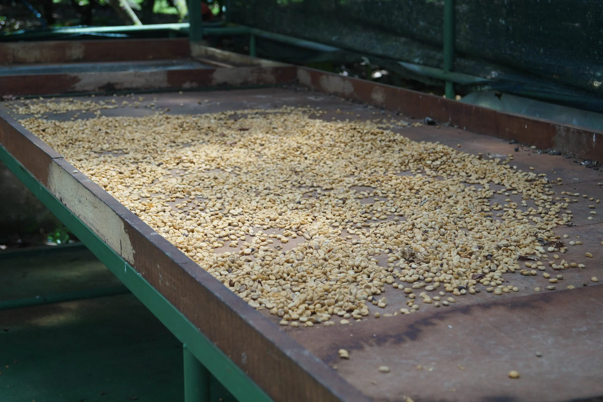 Don Juan Chocolate and Coffee Tour - Coffee beans