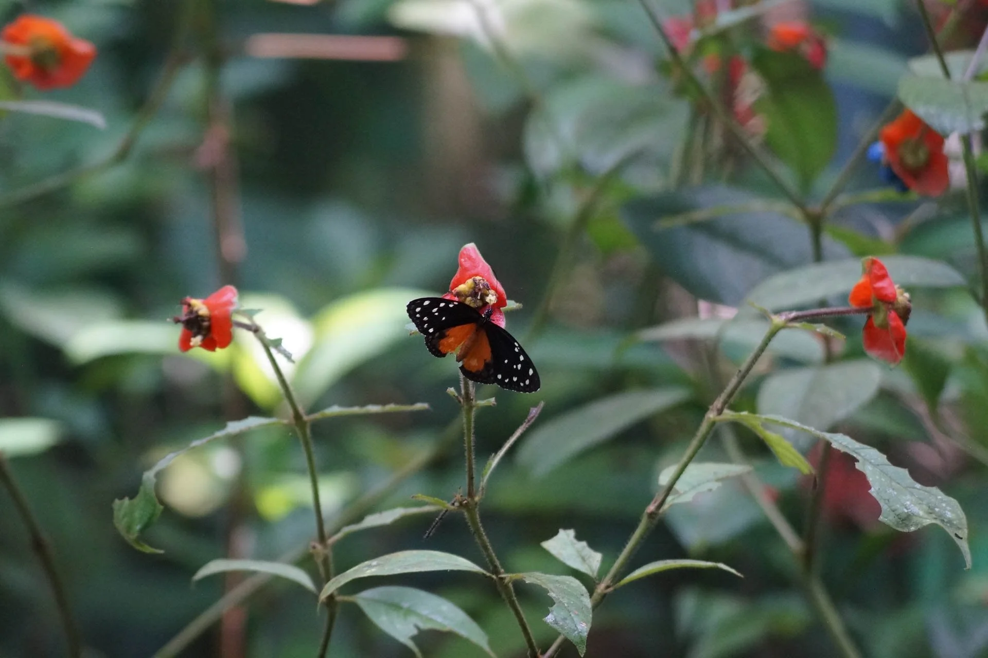 Ecocentro Danaus - Butterfly