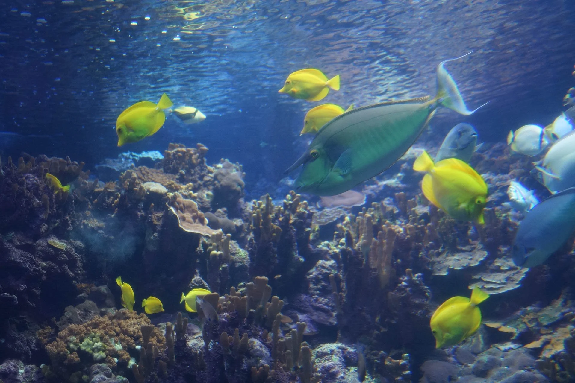 Maui - Maui Ocean Center