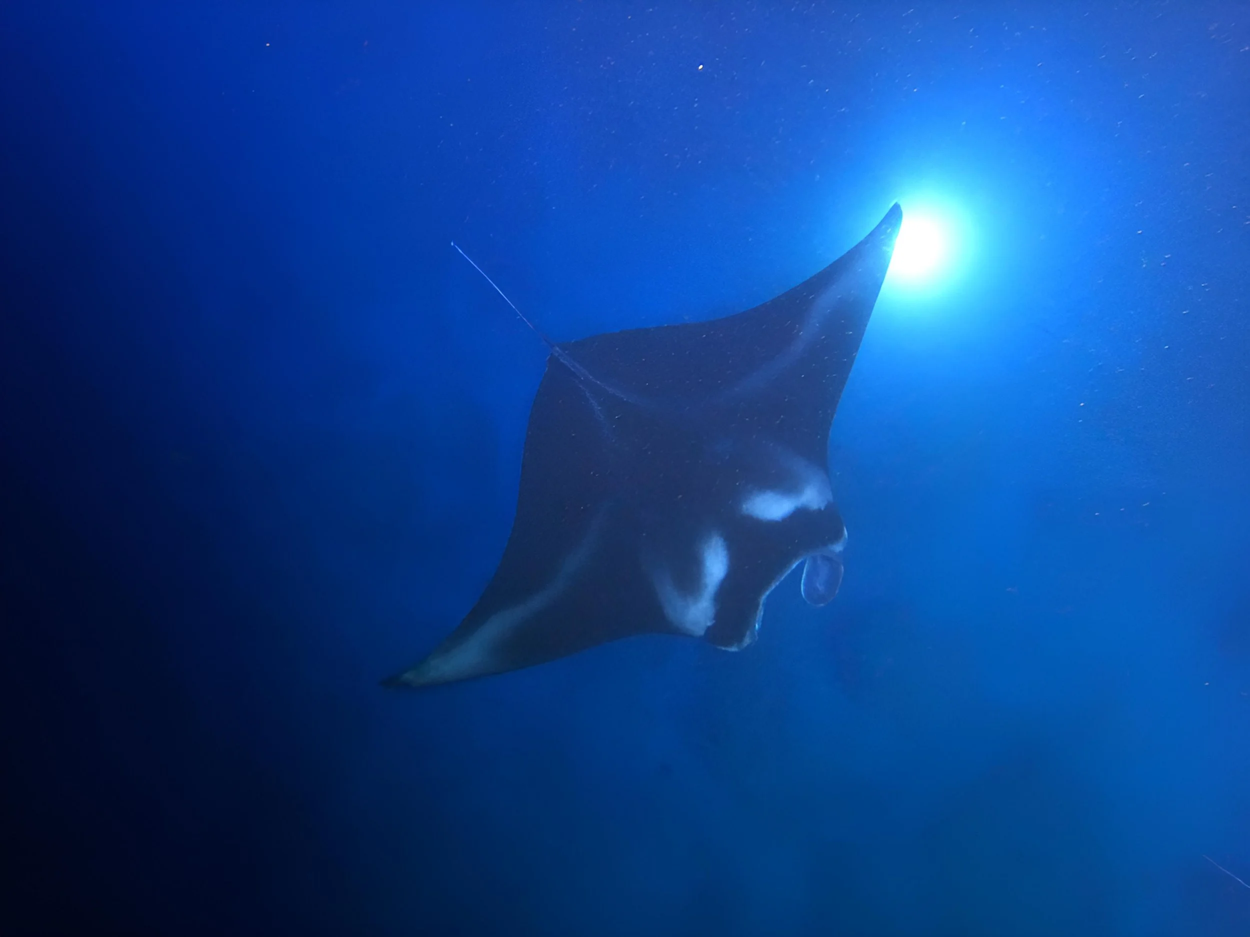 Snorkeling Pictures
