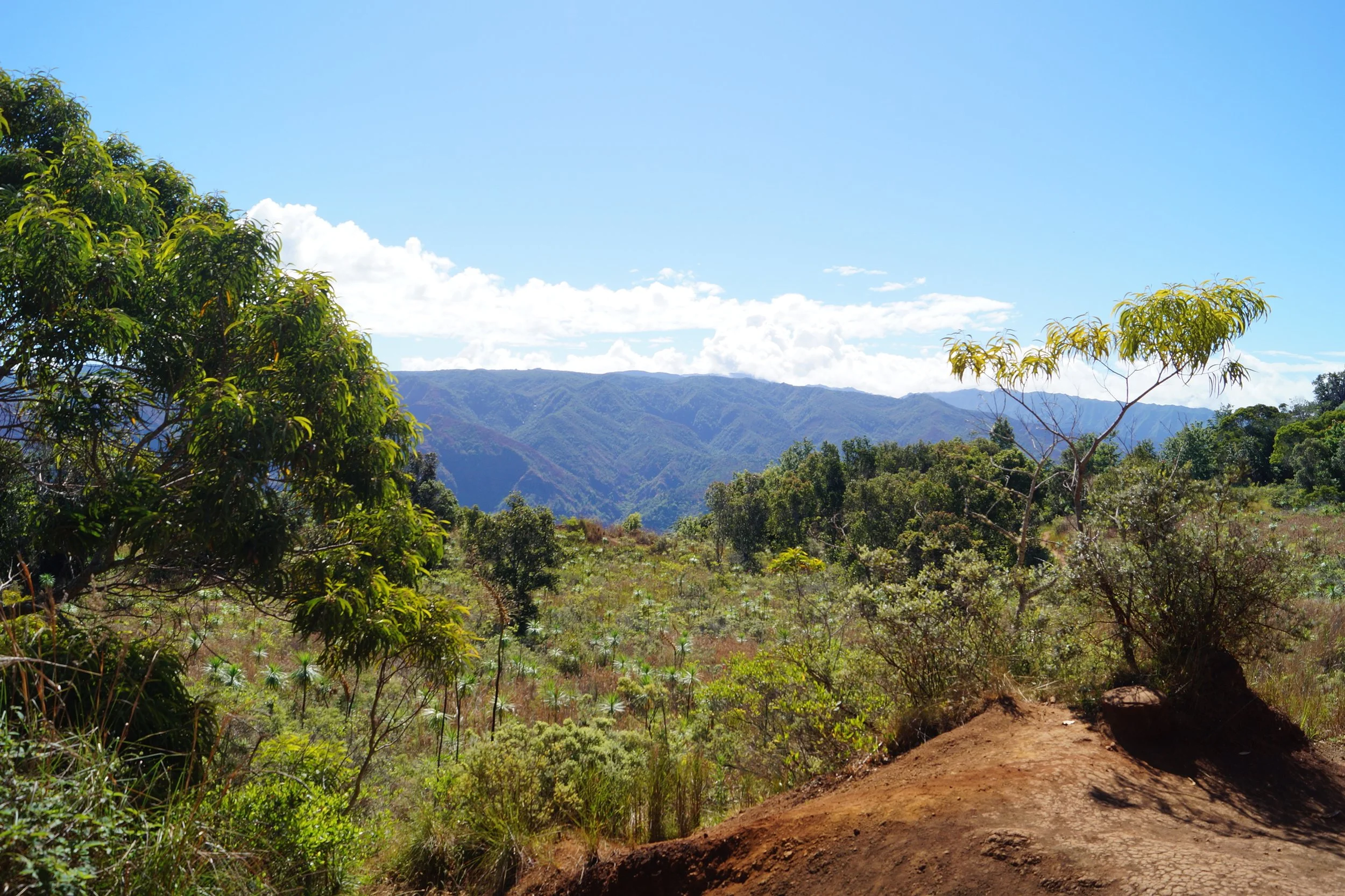 Waimea Canyon - Iliau Nature Loop