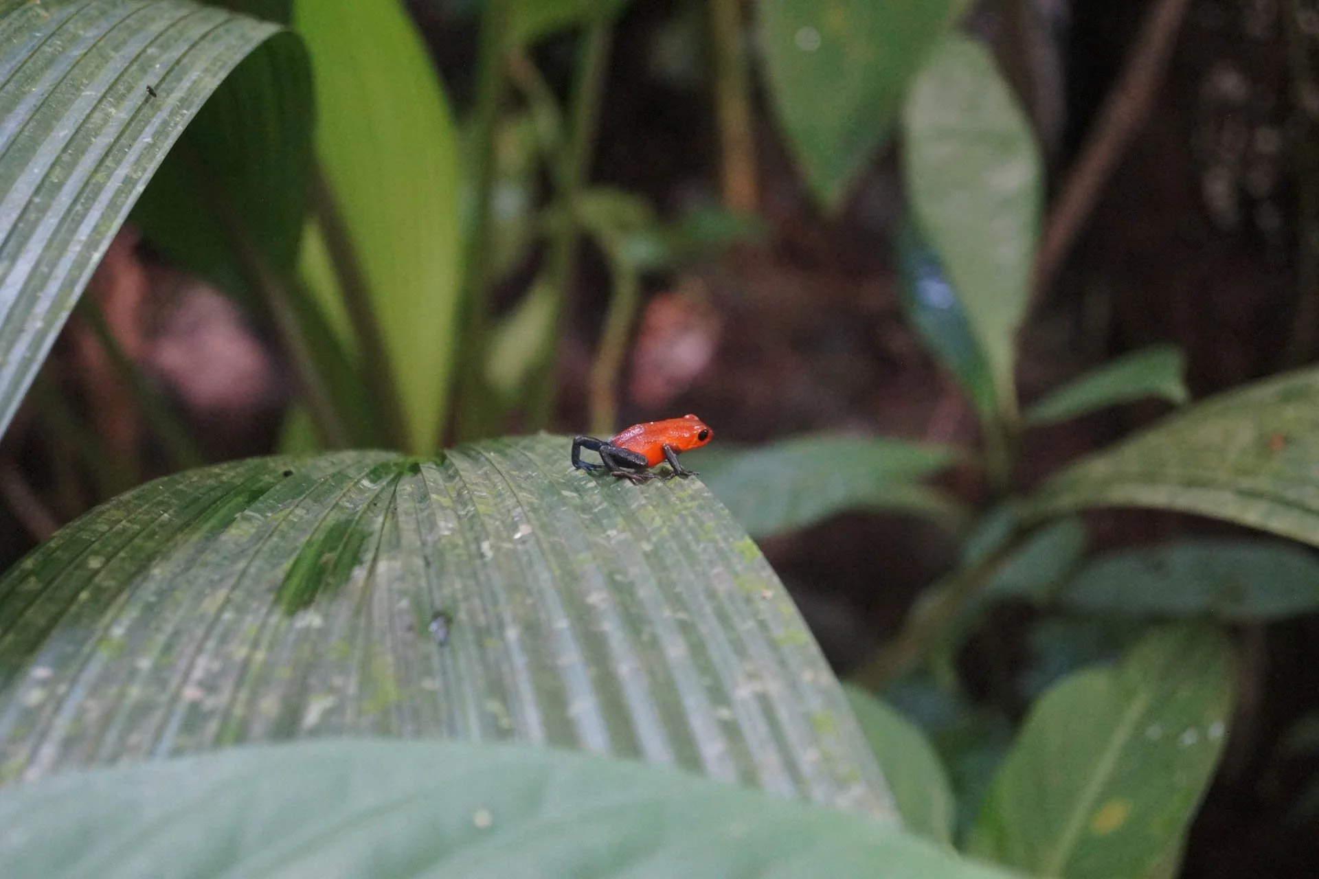 Ecocentro Danaus - Strawberry Poison Frog. 