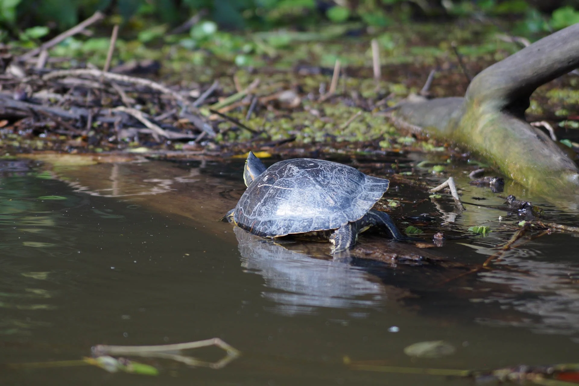 Mawamba Lodge - Orange-Eared Slider at Tortuguero National Park