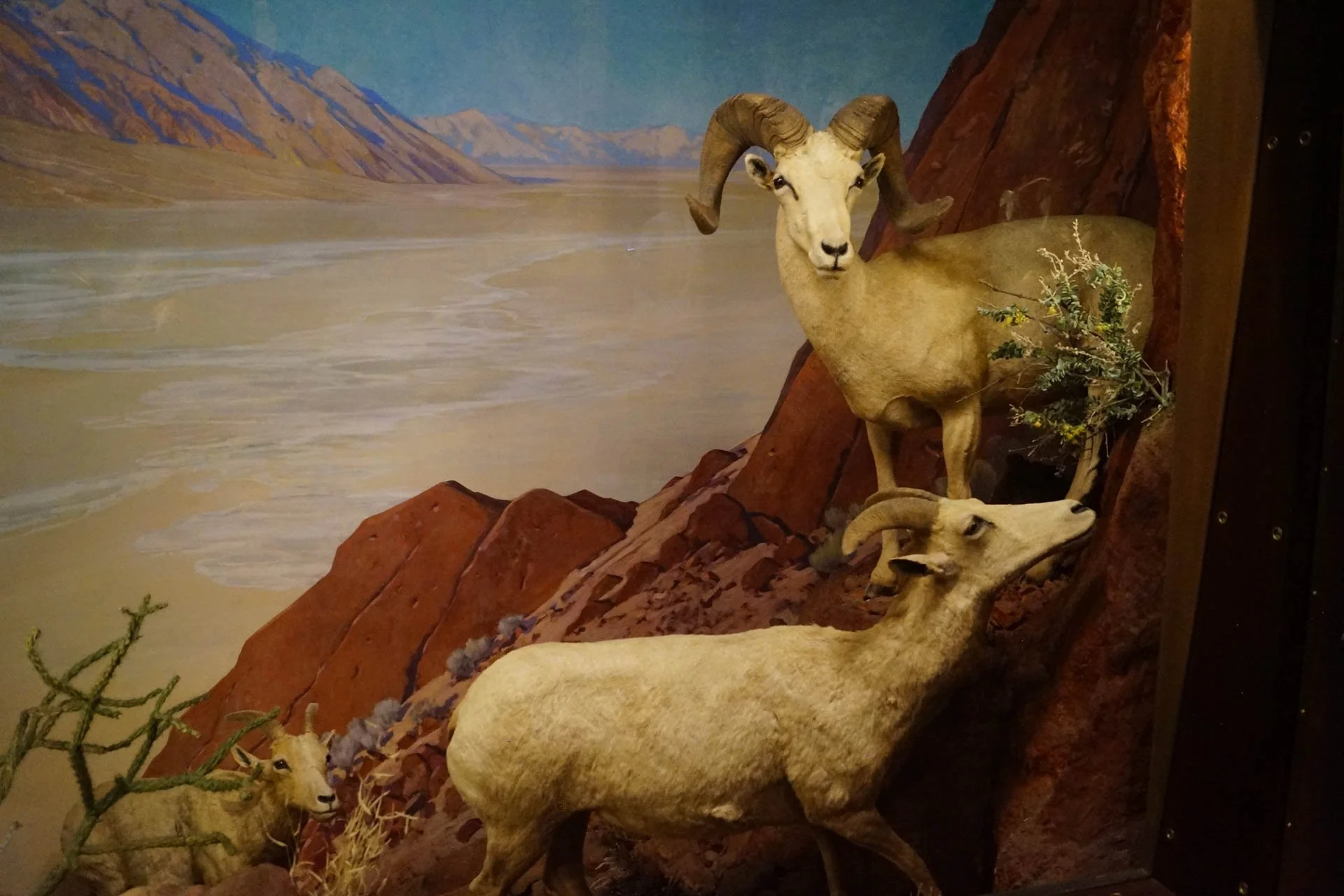 Museum of Natural History: Desert Bighorn Sheep