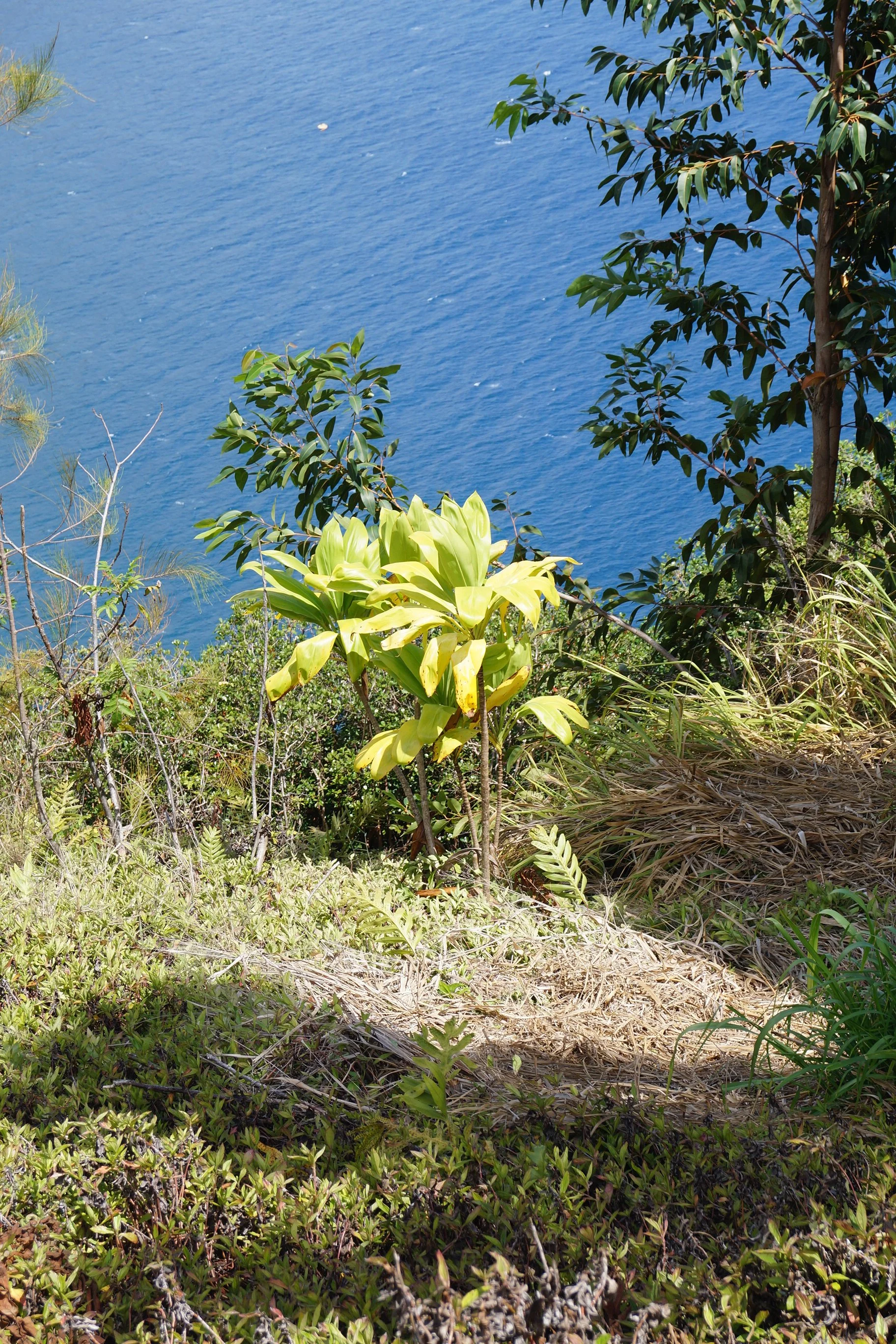 Scenic Drive - Waipio Valley Lookout
