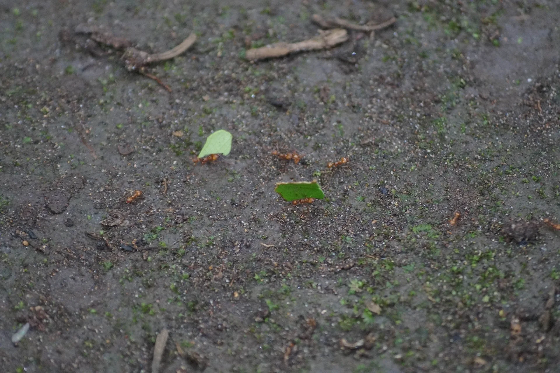 Mawamba Lodge - Leaf Cutter Ants 