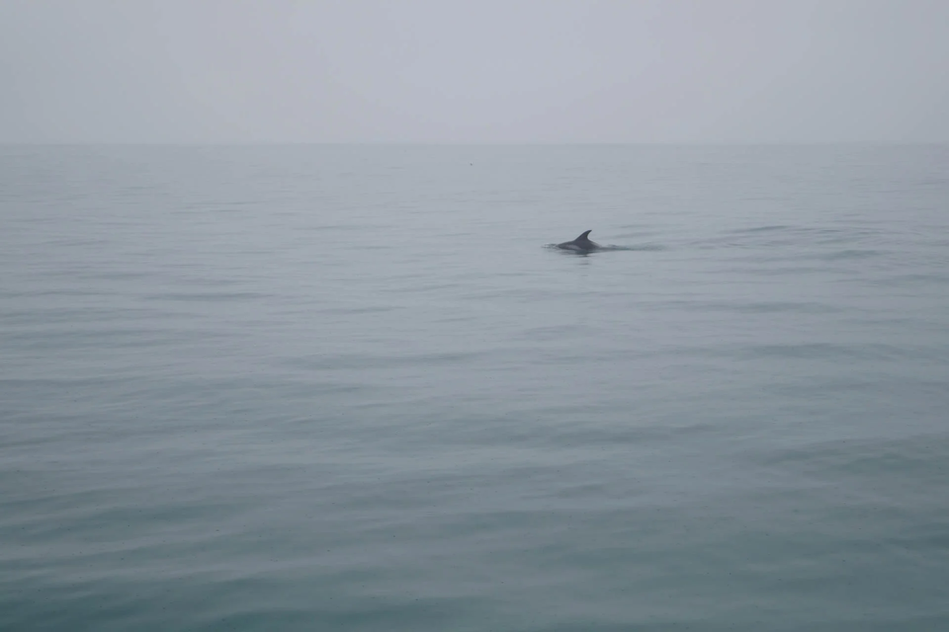 White-Beaked Dolphin
