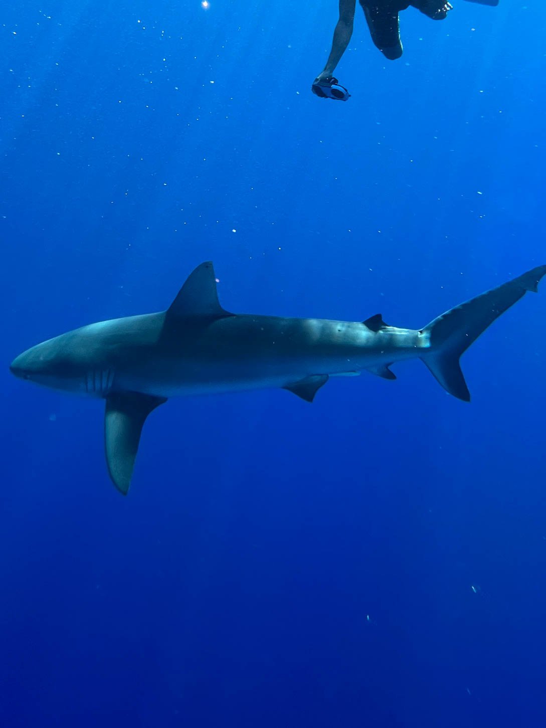 Shark Diving off Oahu - Galapagos Shark