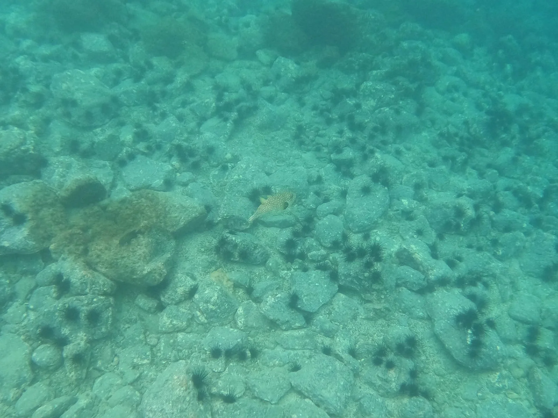 Snorkeling in Golfo Papgayo - Spotted Puffer Fish