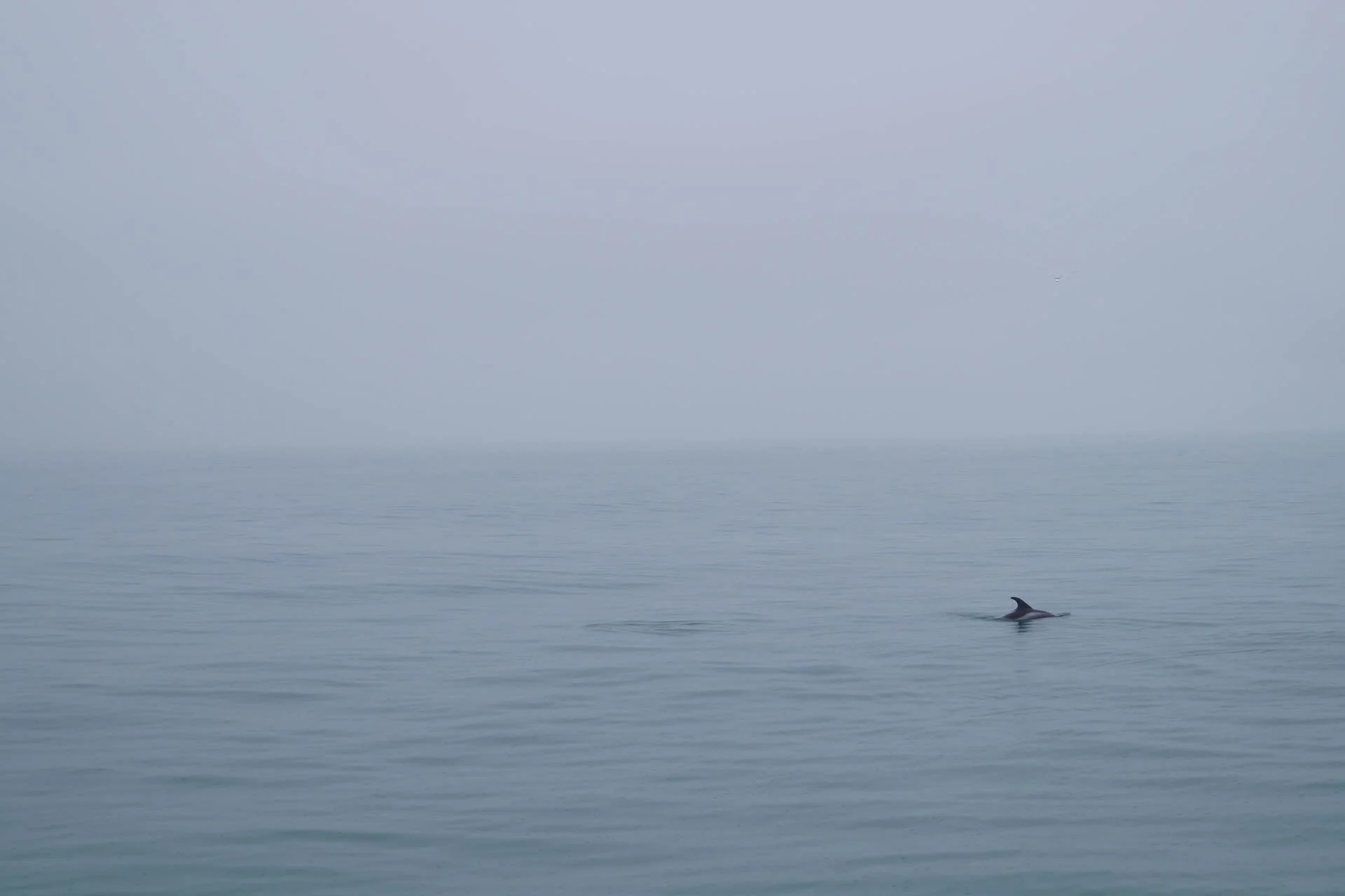 White-Beaked Dolphin