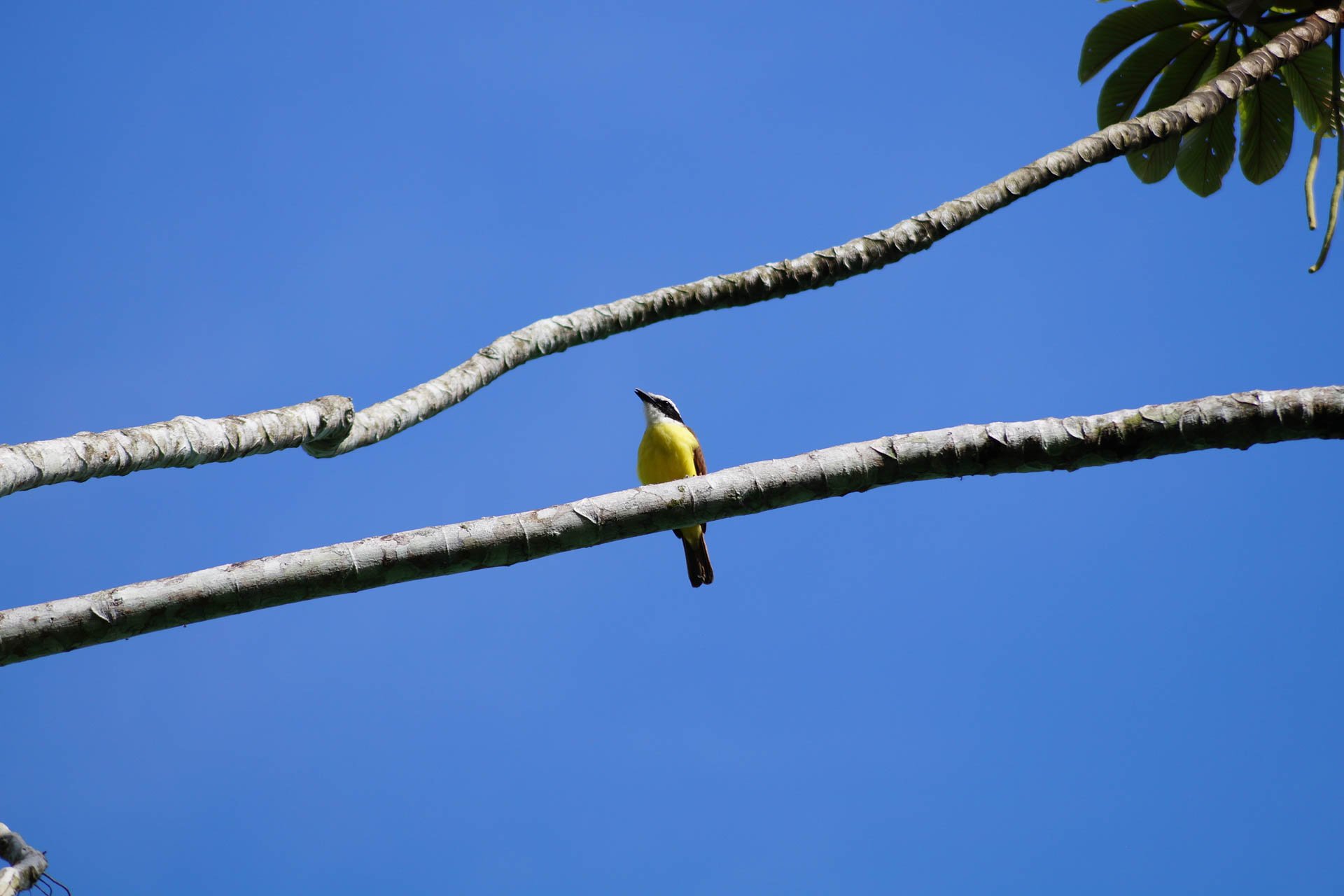 Ecocentro Danaus - Great Kiskadee. The next day we went to the Ecocenter and saw birds, reptiles, amphibians, and insects. There's also a cultural center.