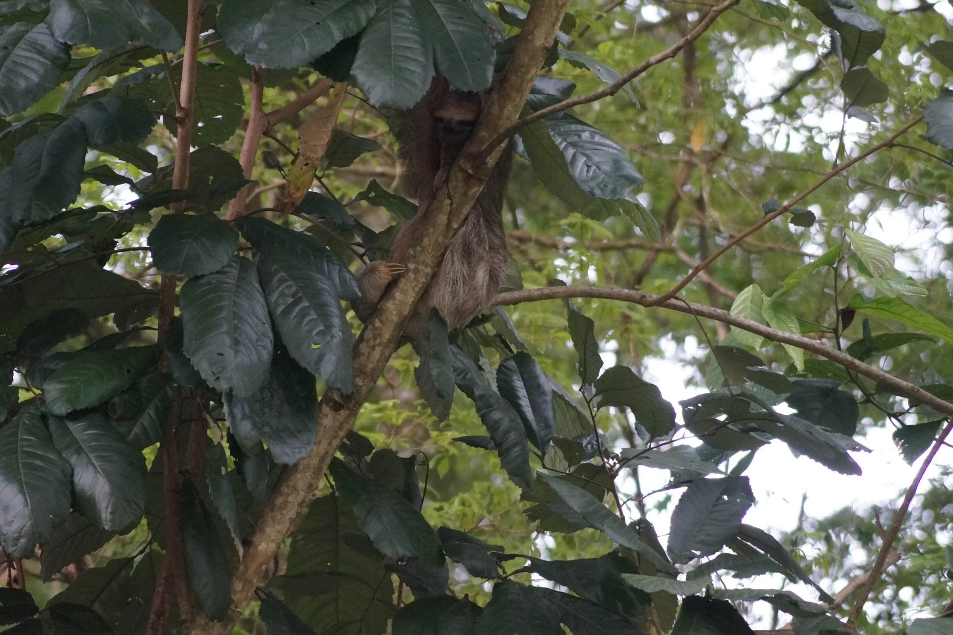 Sloth Watching Tour. That same afternoon, we went on a sloth watching tour. We saw a number of sloths as well as a Fer-de-Lance - one of the most deadly vipers in Latin and South America - and a bullet ant, whose bite has been compared to being shot 