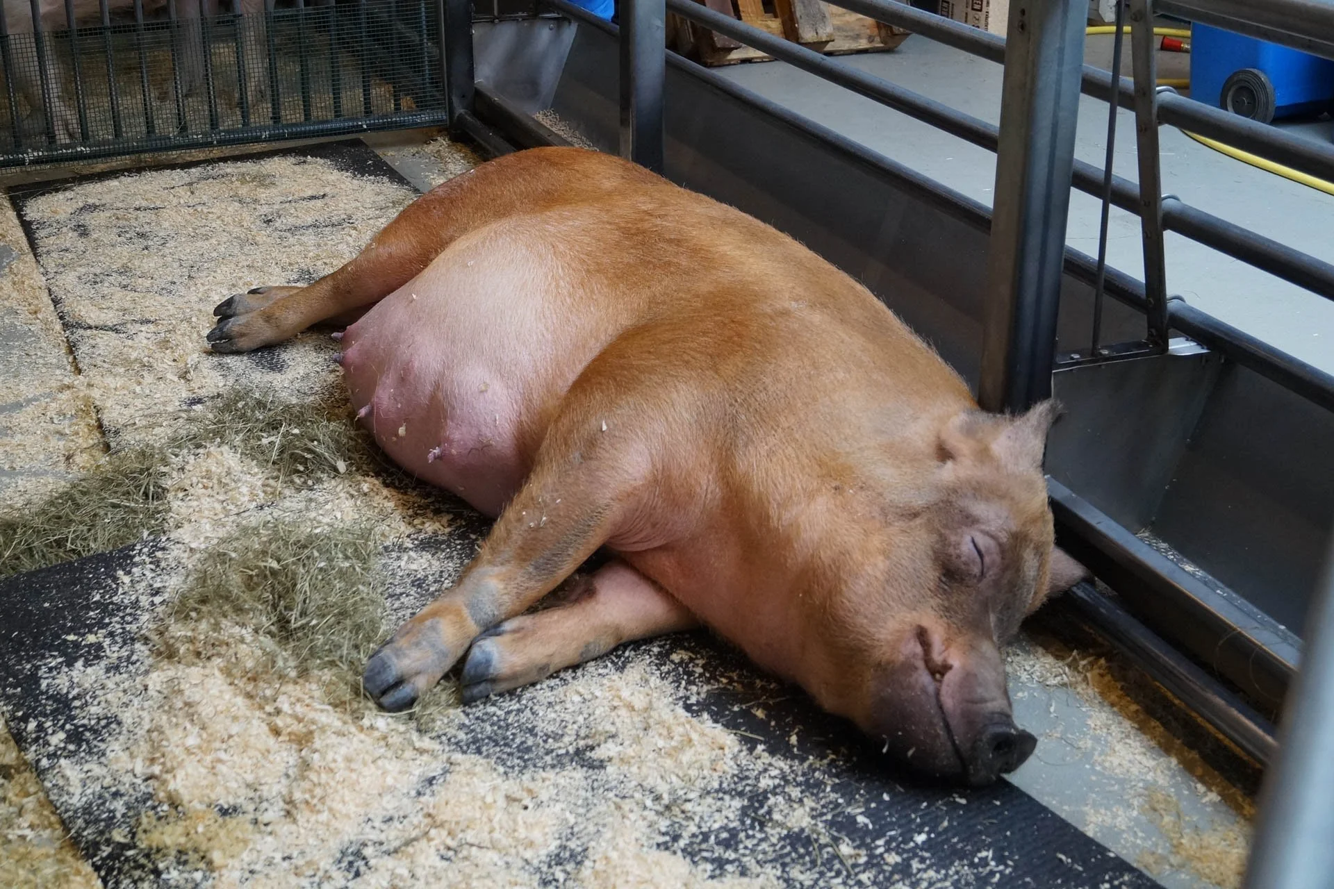 Iceland Zoo - Pig