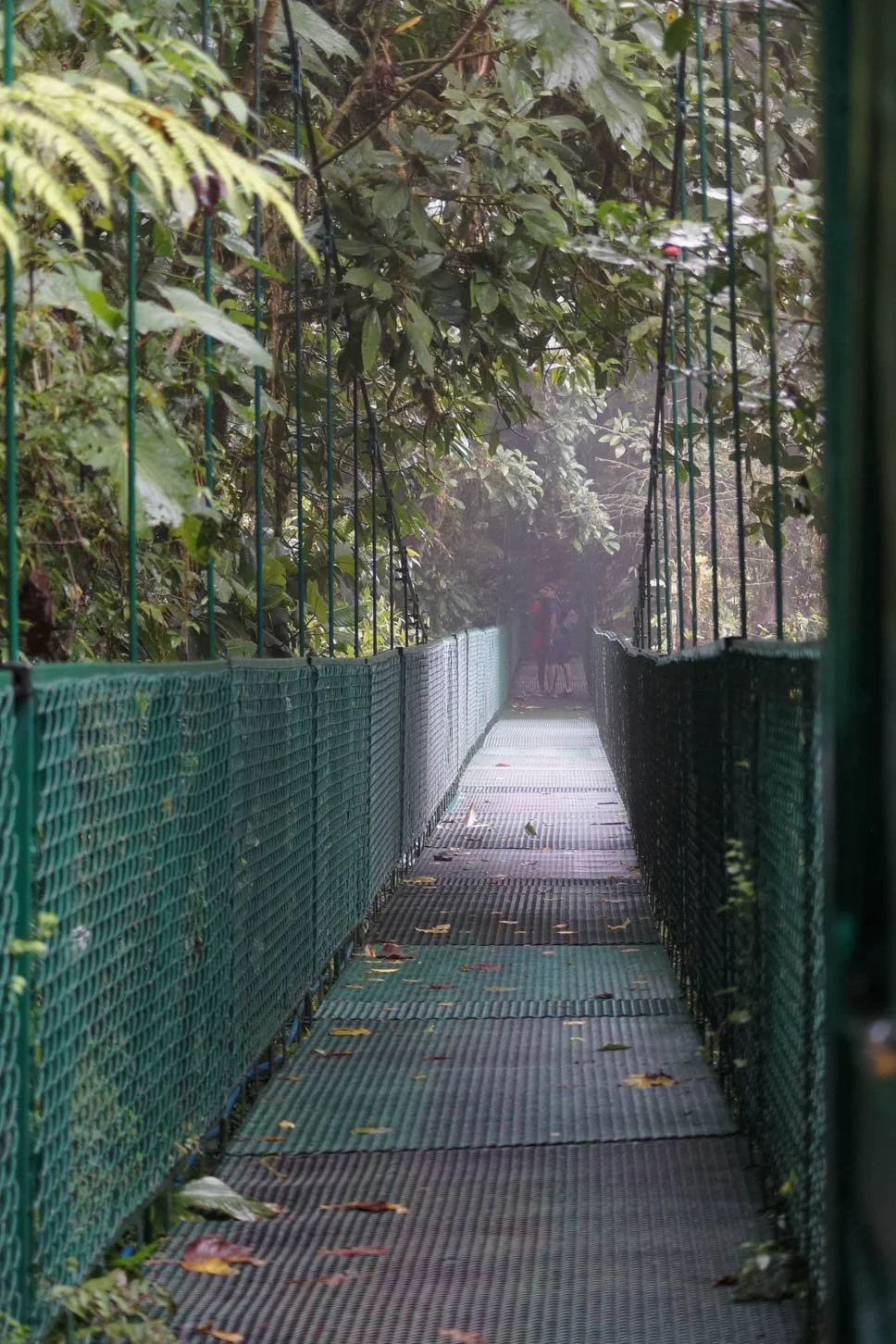 Hanging Bridges Trail at Selvatura Park