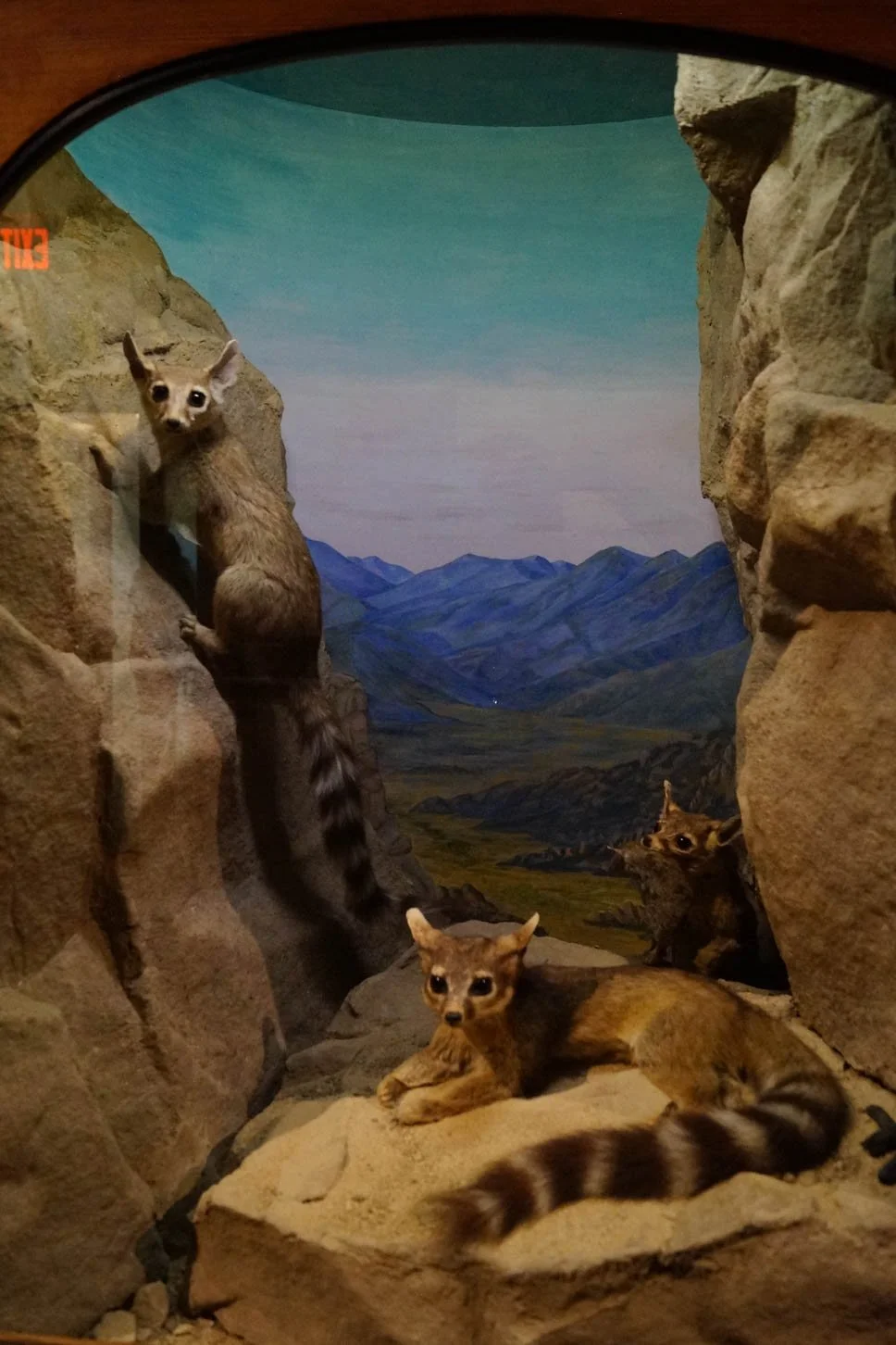 Museum of Natural History: Ringtail