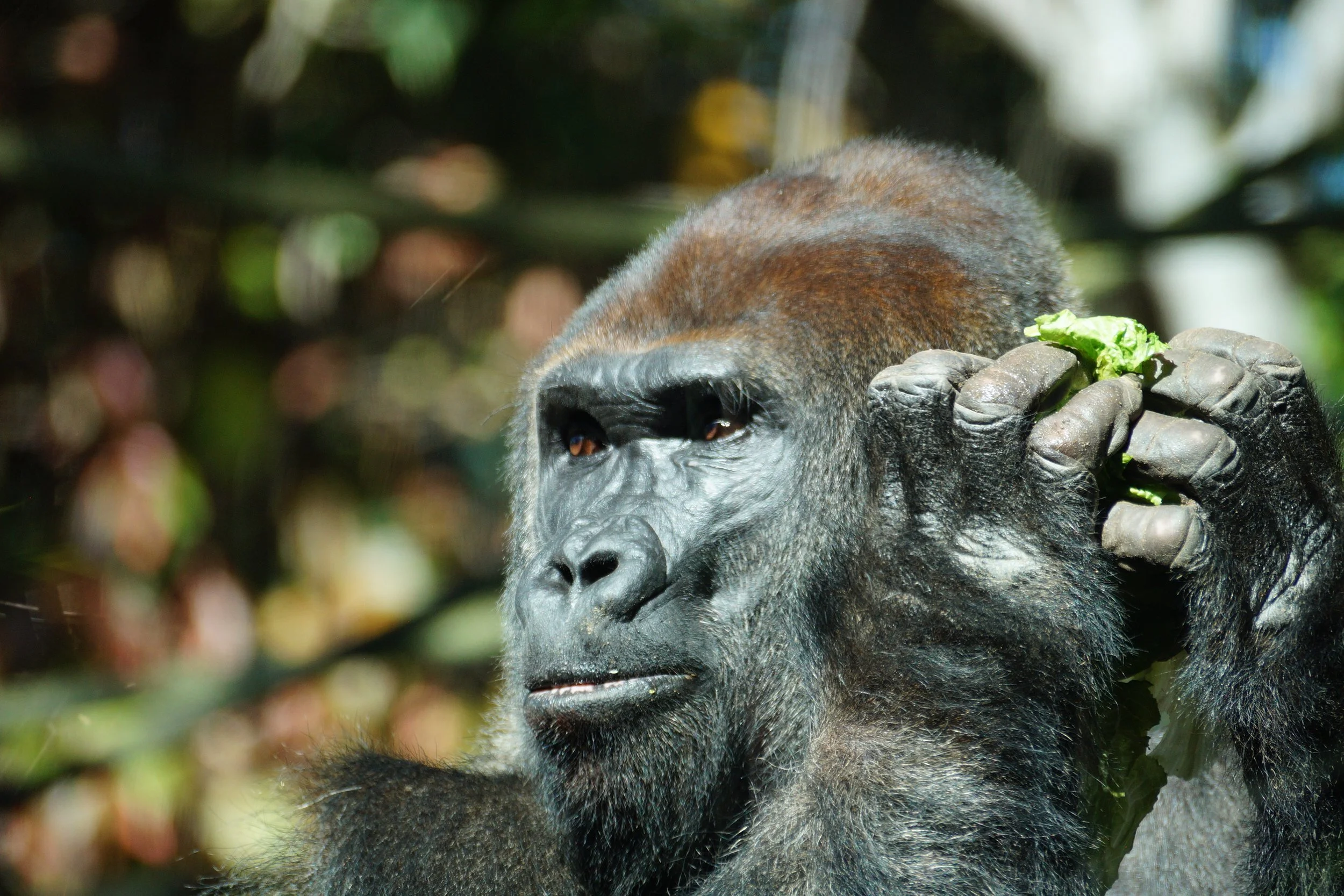 San Diego Zoo: Western Lowland Gorilla