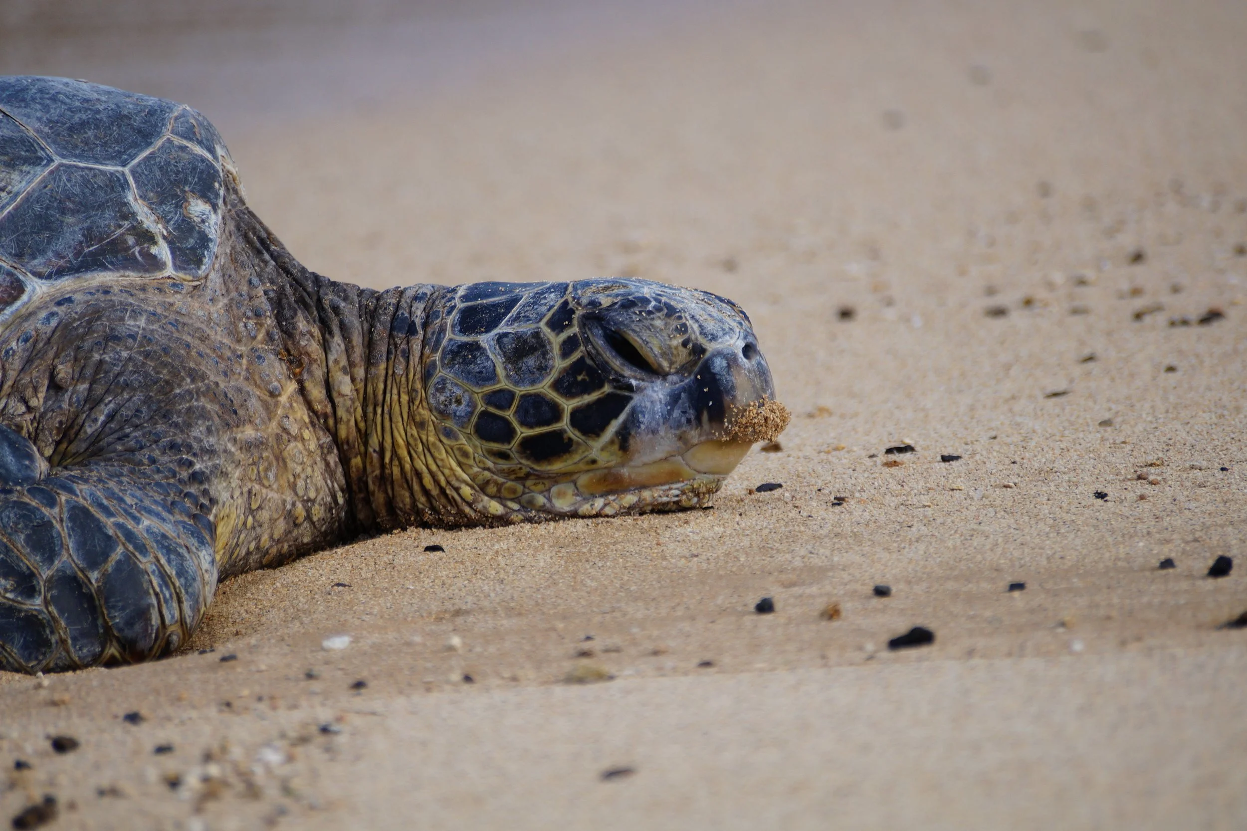 Sea Turtle