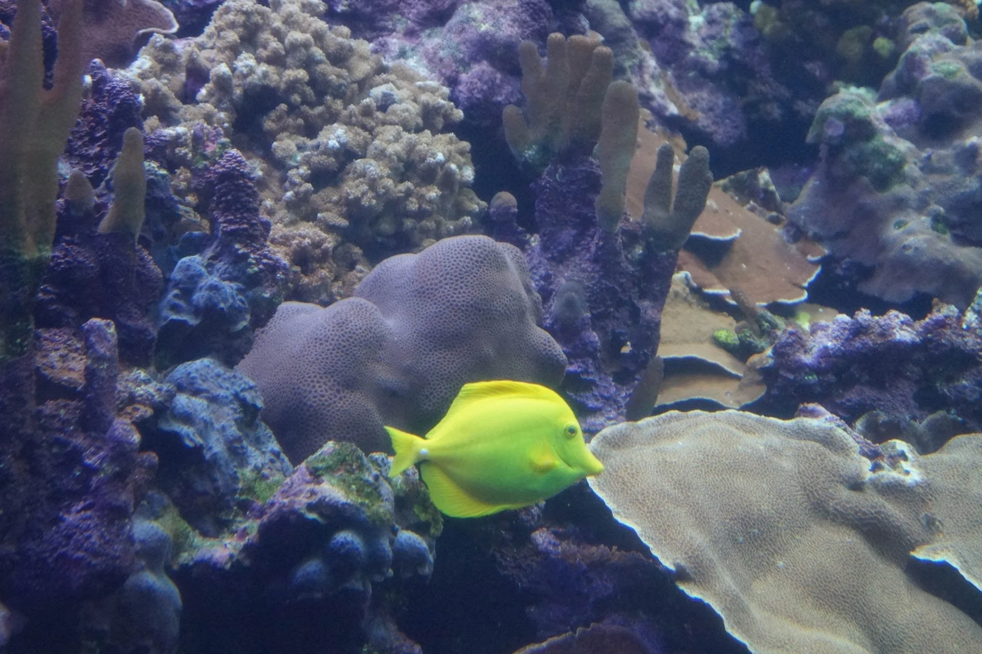 Maui - Maui Ocean Center