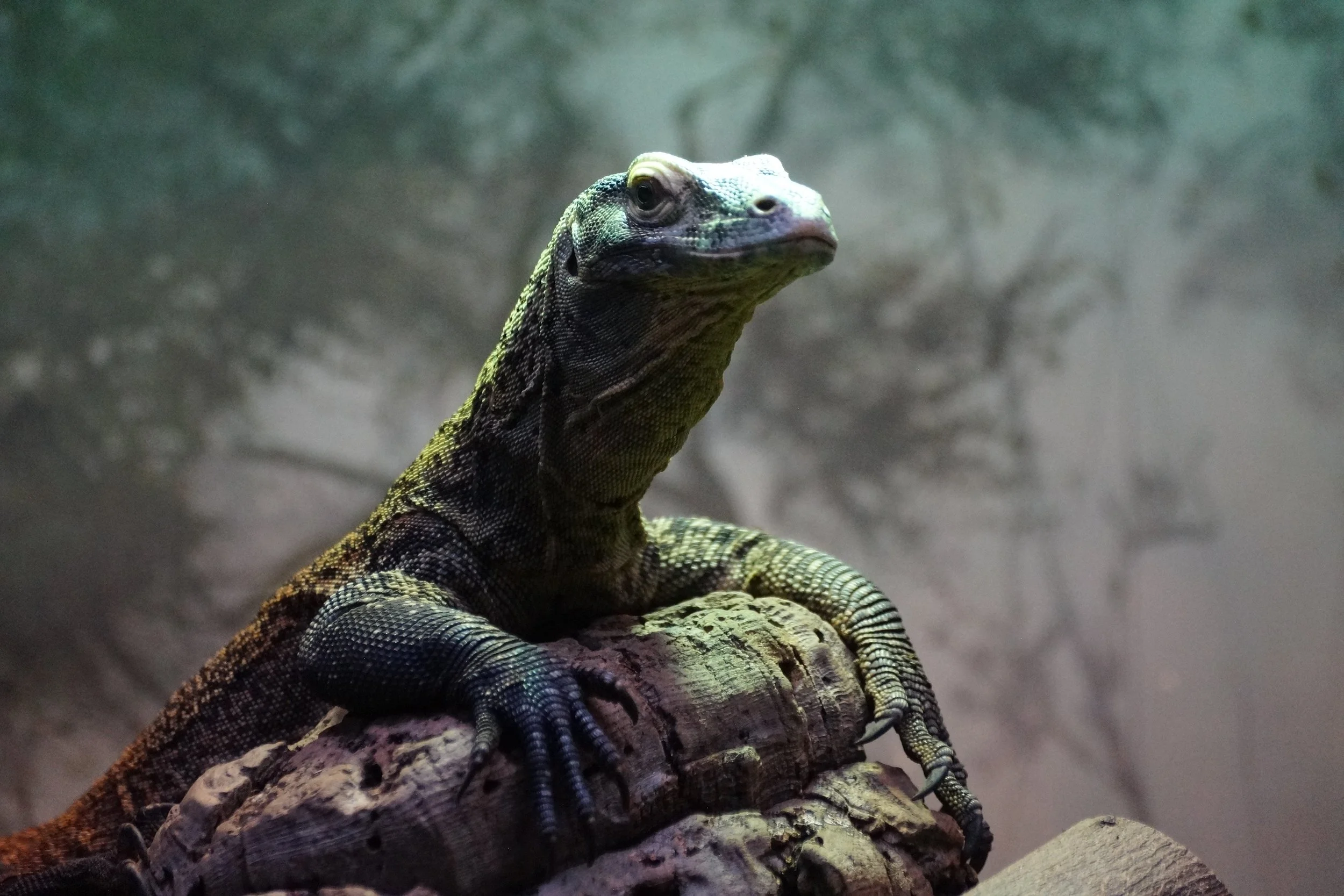 San Diego Zoo: Some sort of Monitor Lizard