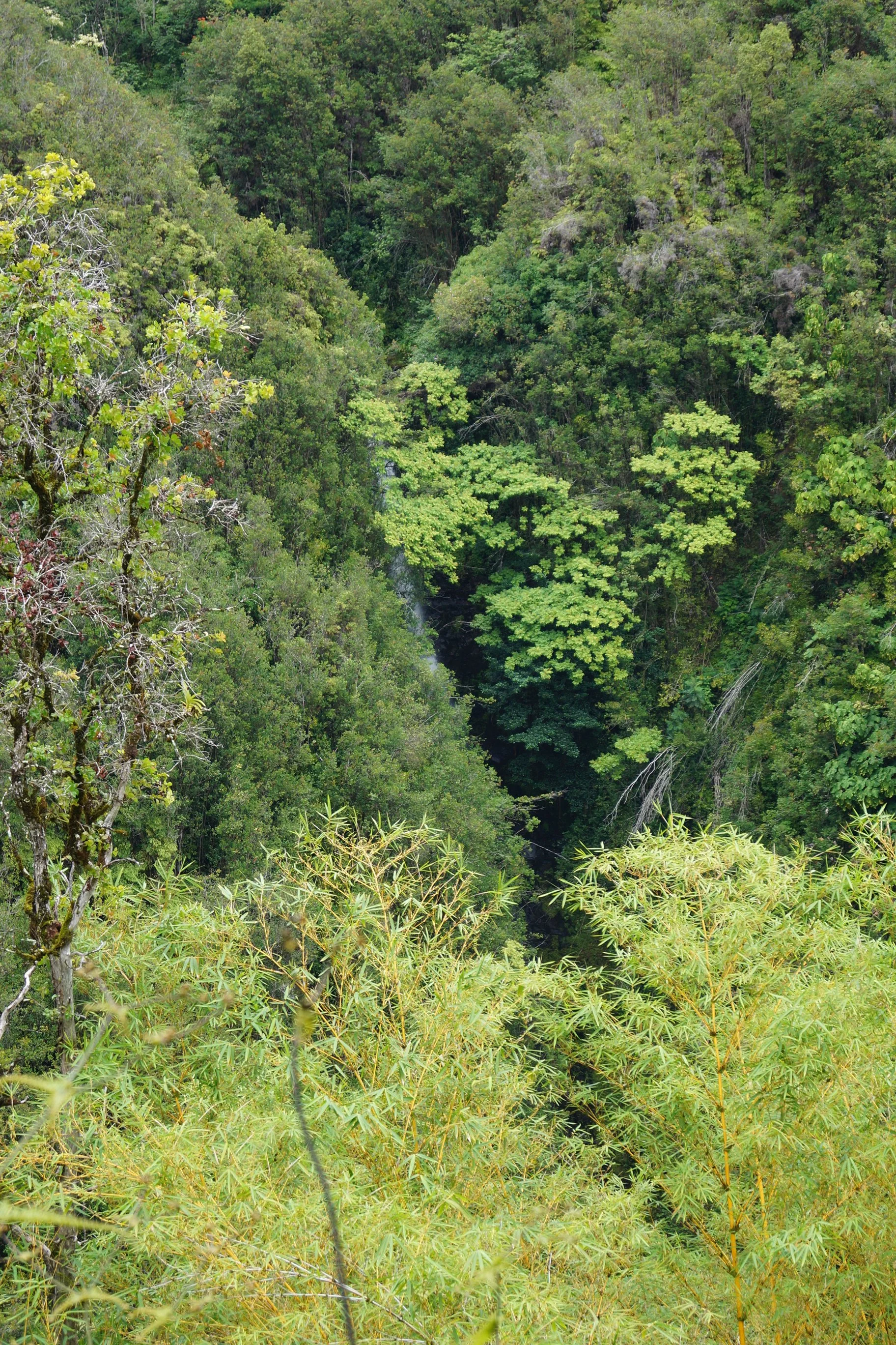Scenic Drive - Akaka Falls Trail