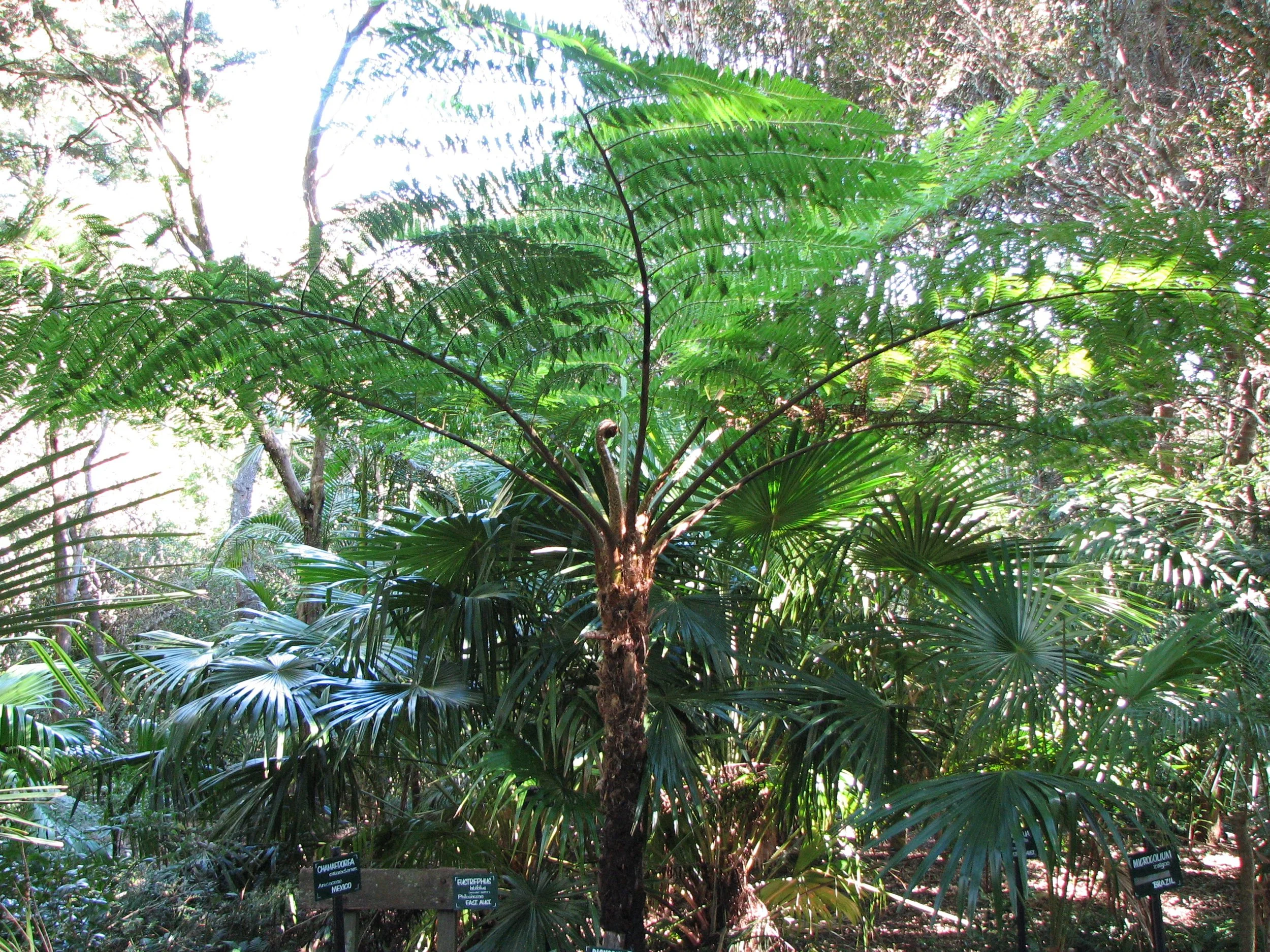 O'Reilly's Preserve and Treetop Walk