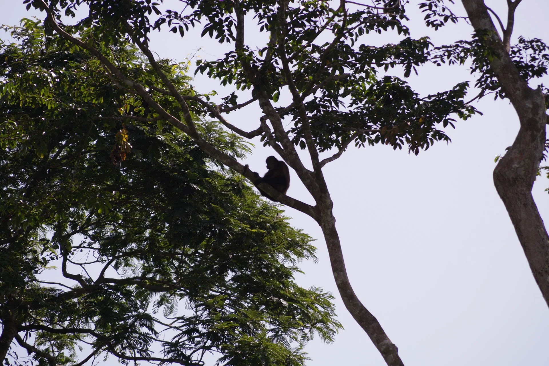Mawamba Lodge - Spider Money at Tortuguero National Park