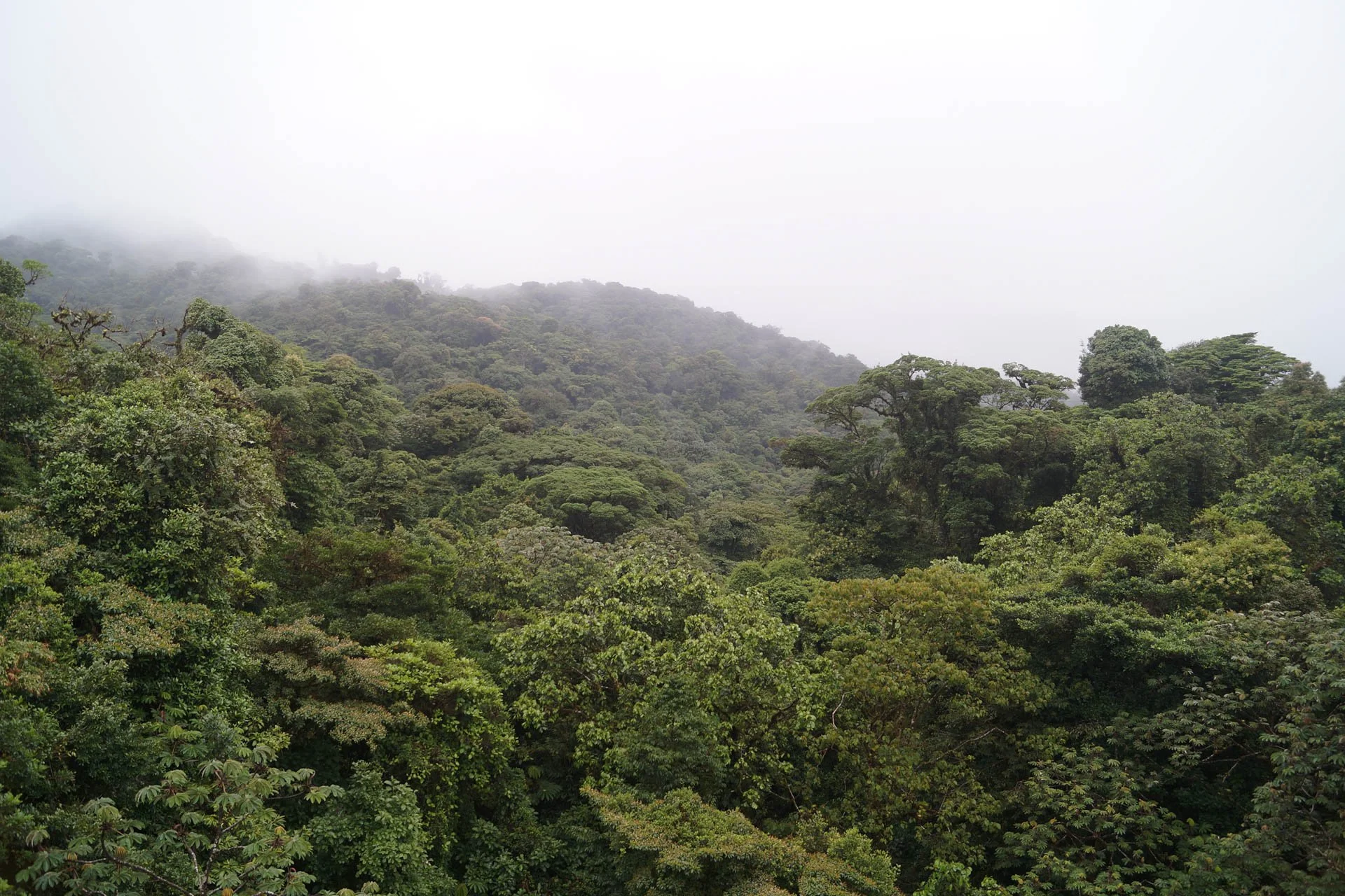 Hanging Bridges Trail at Selvatura Park