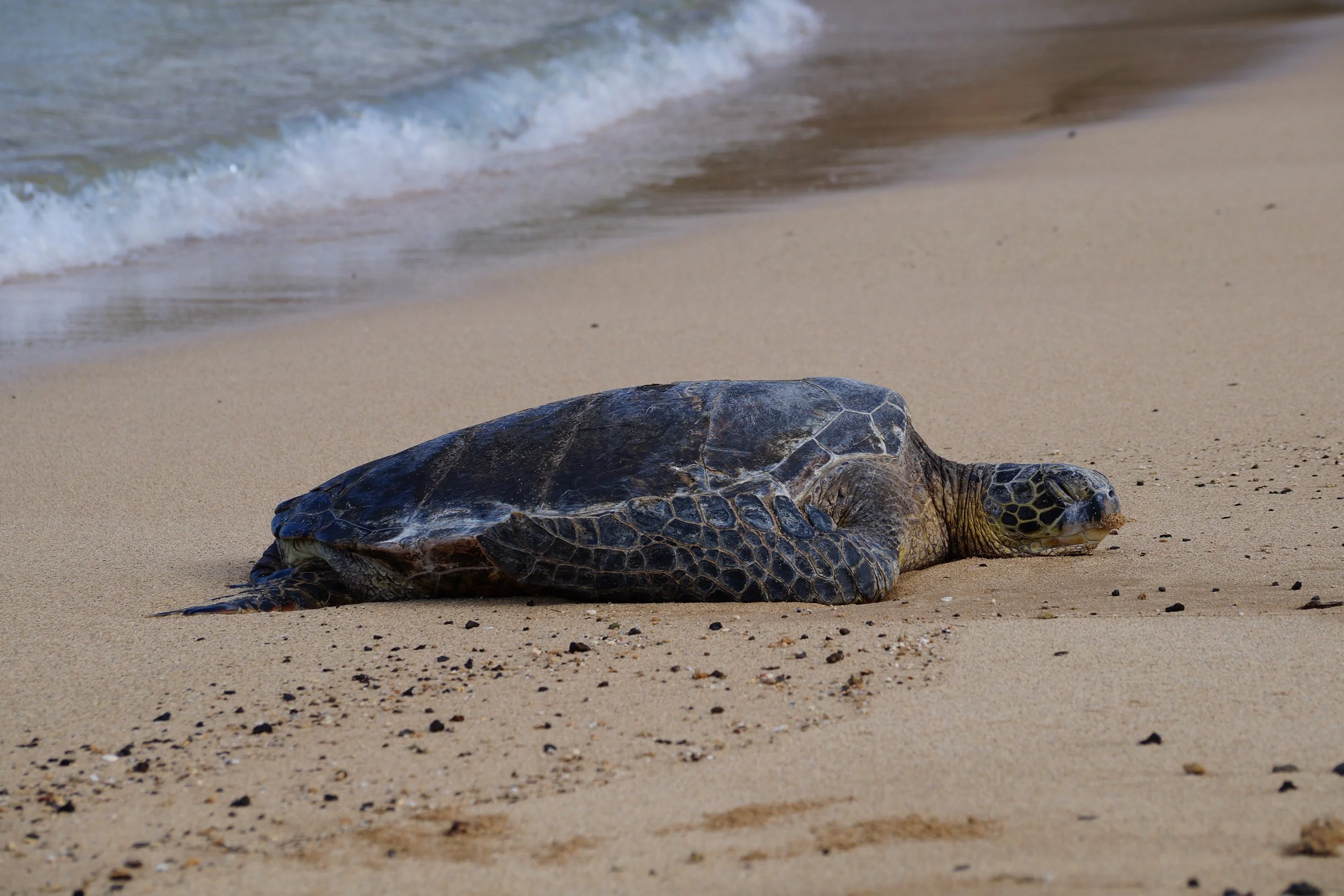Sea Turtle