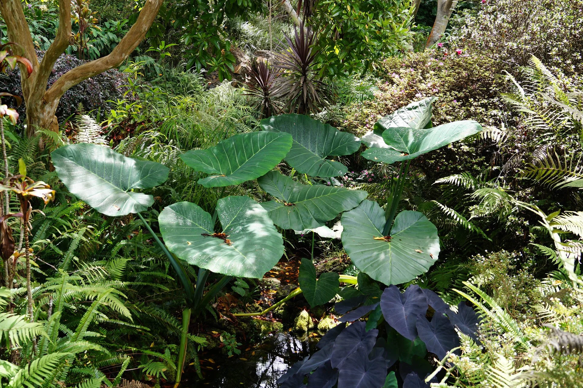 Maui - Kula Botanical Gardens