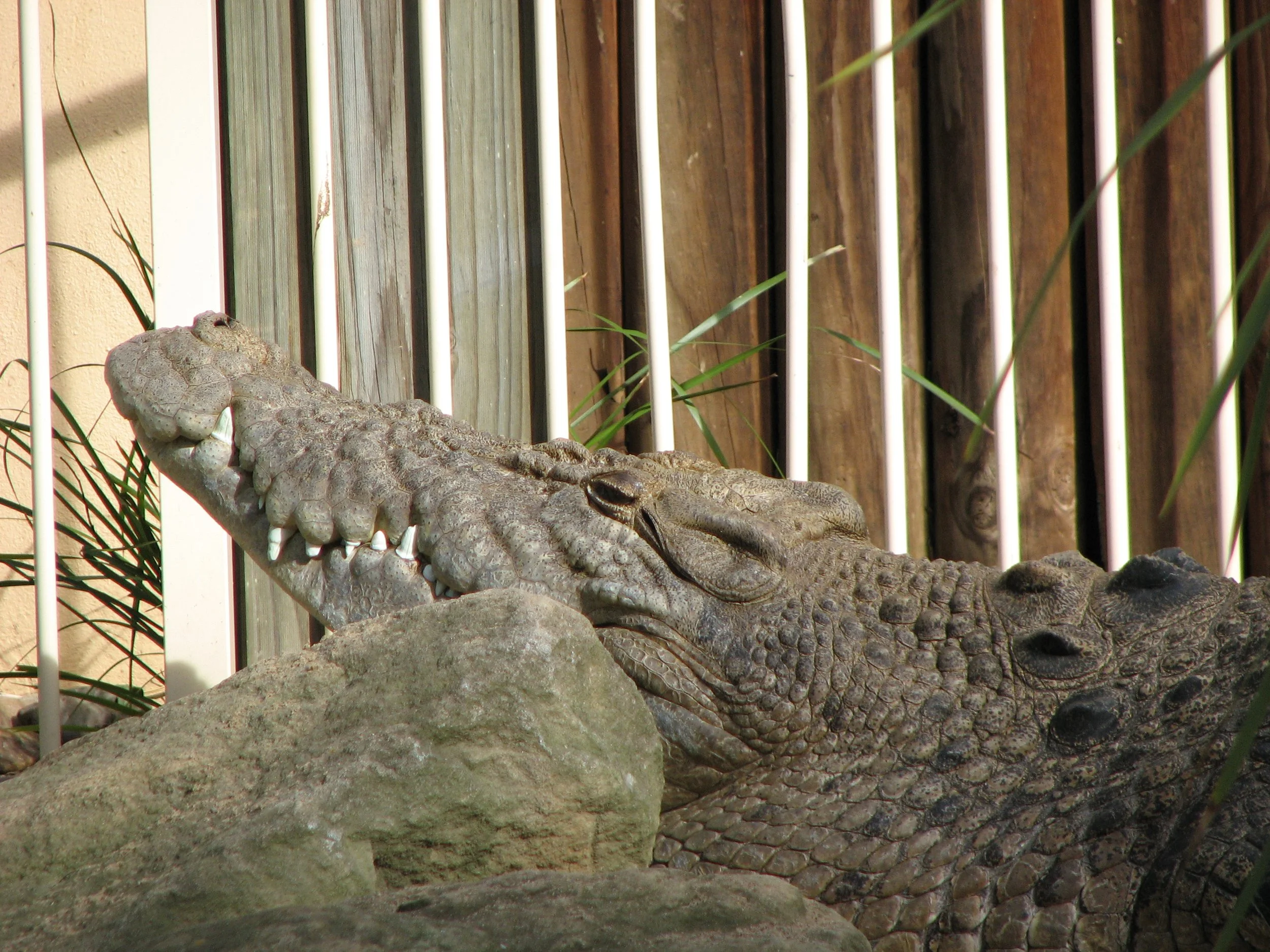 Featherdale Sydney Wildlife Park - Saltwater Crocodile