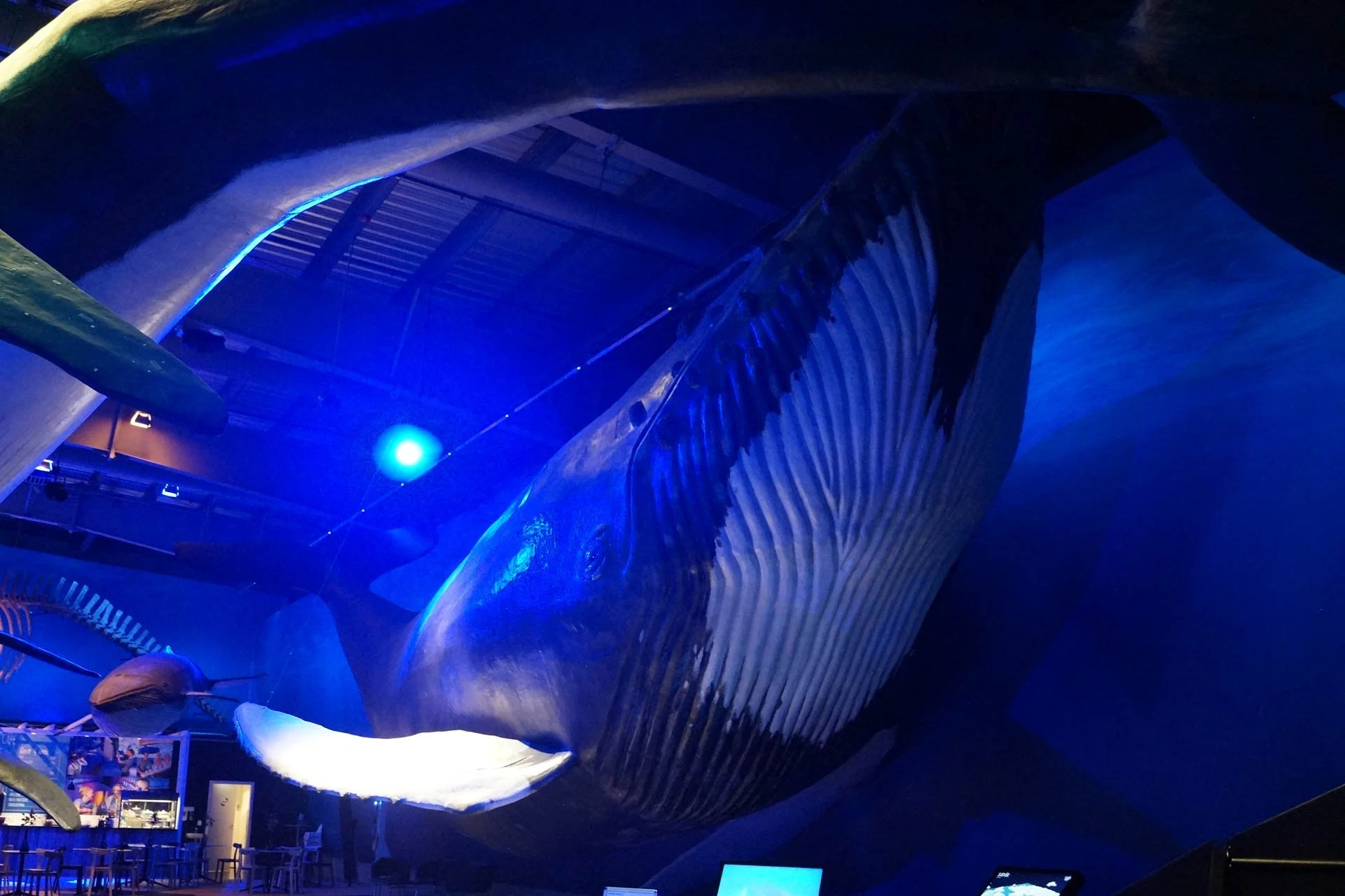 Whales of Iceland Exhibit - Humpback Whale