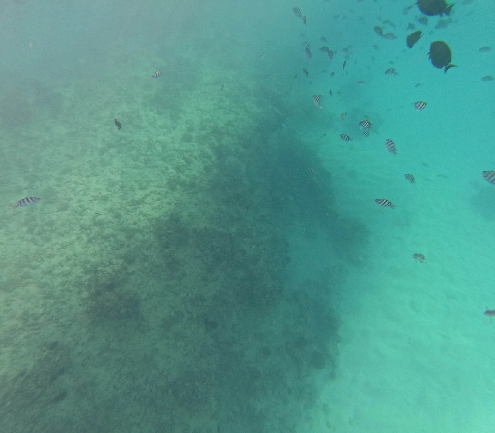 Oahu - Sea Turtle Snorkeling Excursion