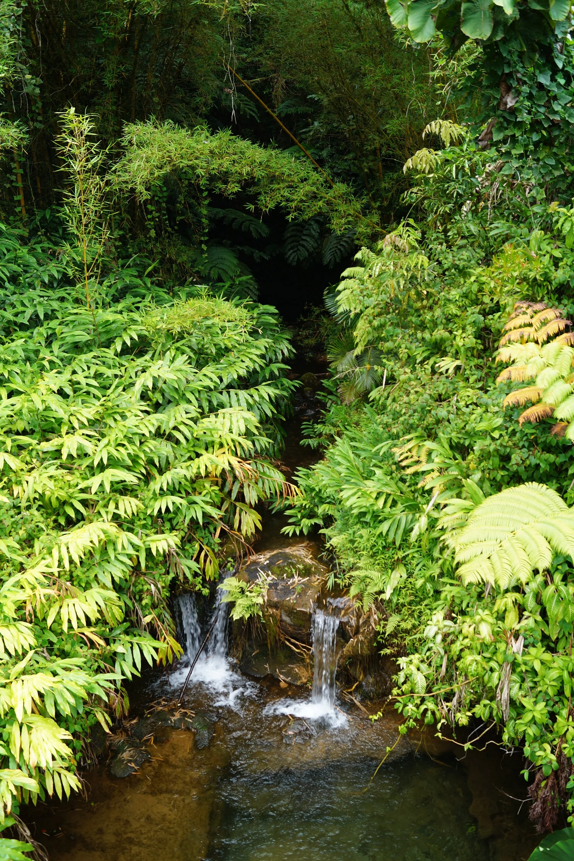 Scenic Drive - Akaka Falls