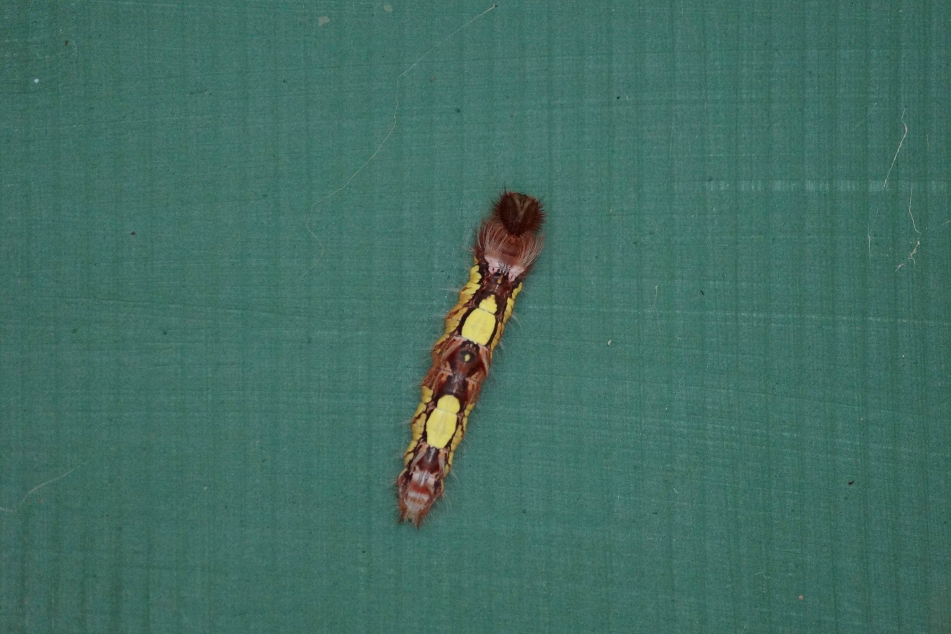 Ecocentro Danaus - Blue Morpho Caterpillar
