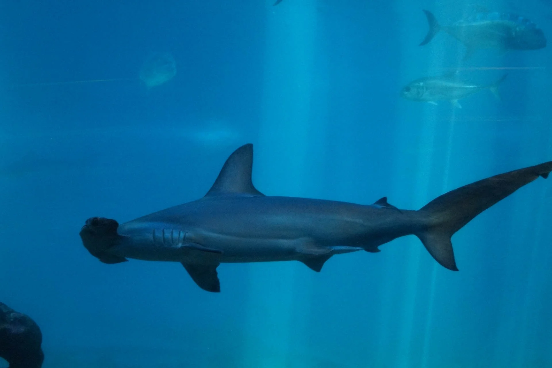 Maui - Maui Ocean Center
