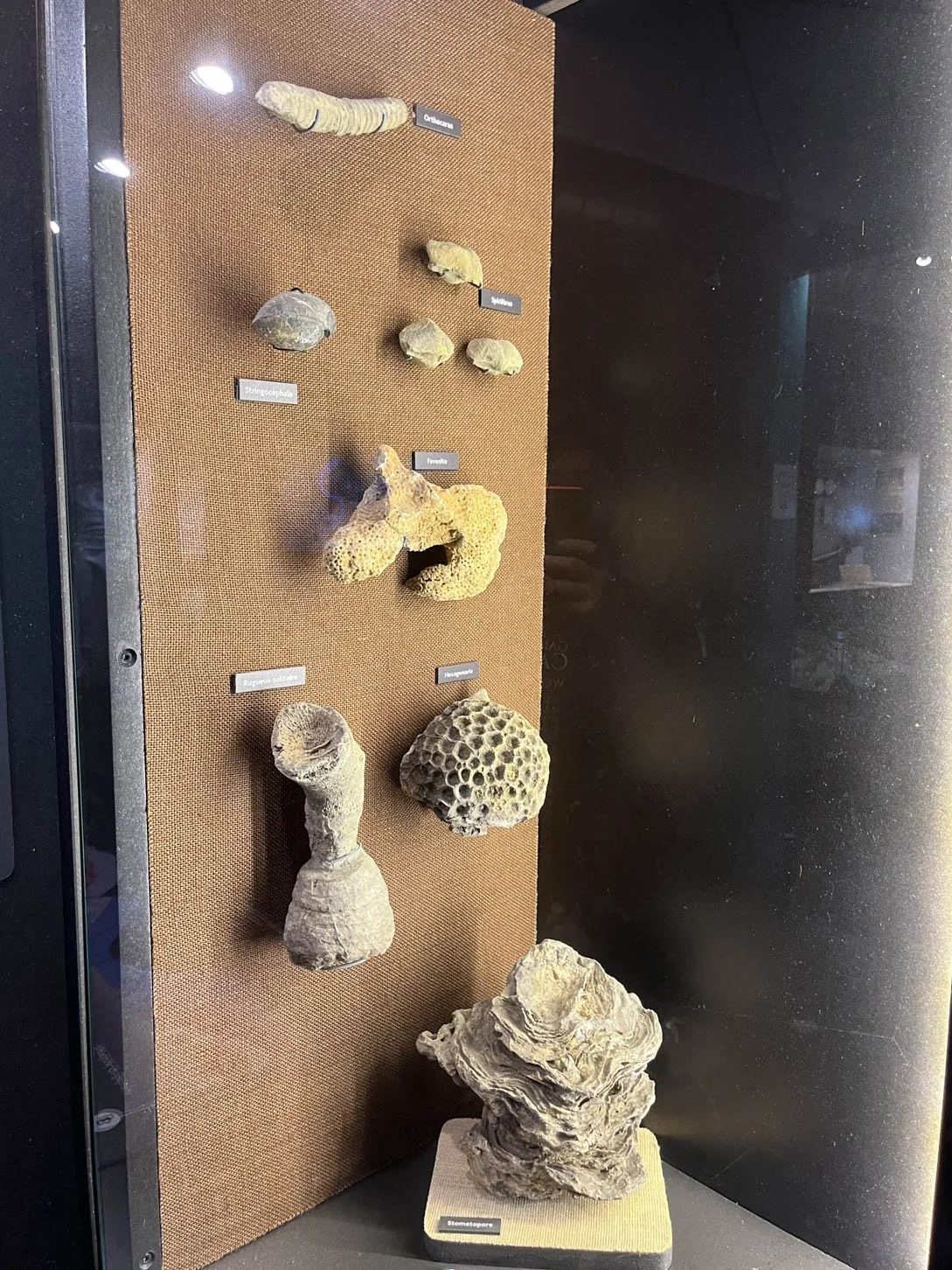 Grotte de Han - Prehisto Han, Fossils discovered in the rocks of the Han region