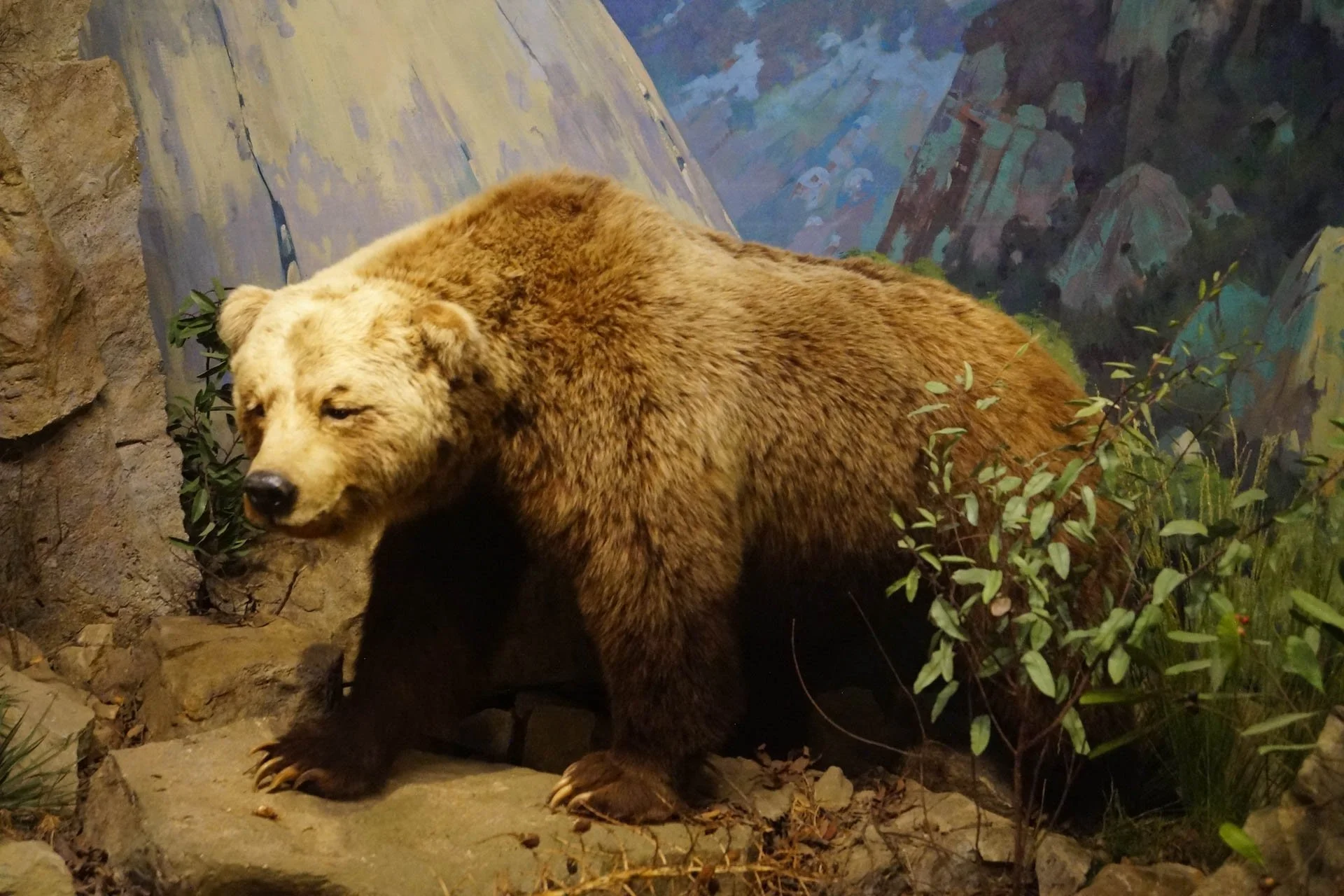 Museum of Natural History: California Grizzly Bear