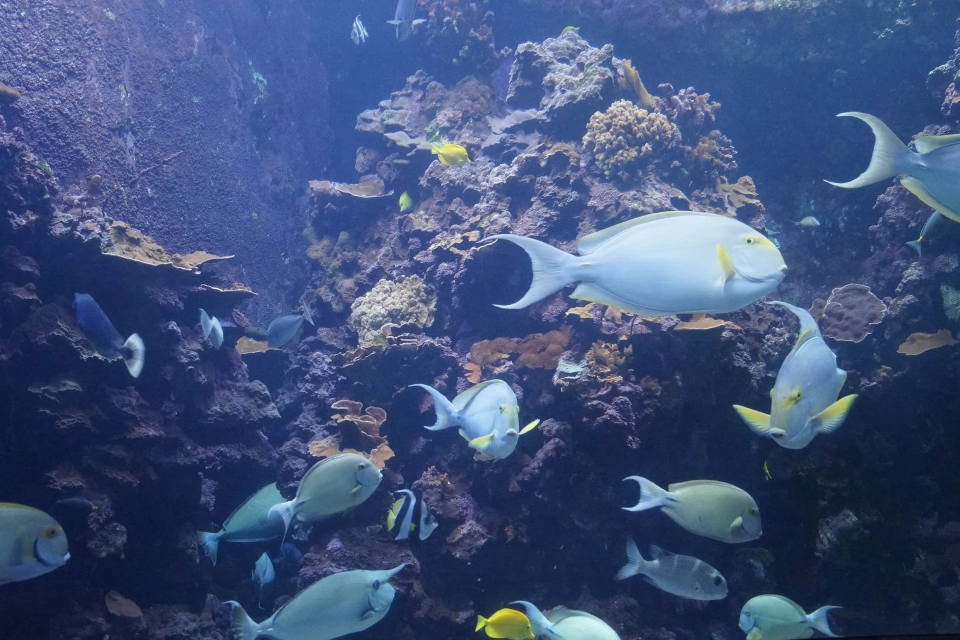 Maui - Maui Ocean Center