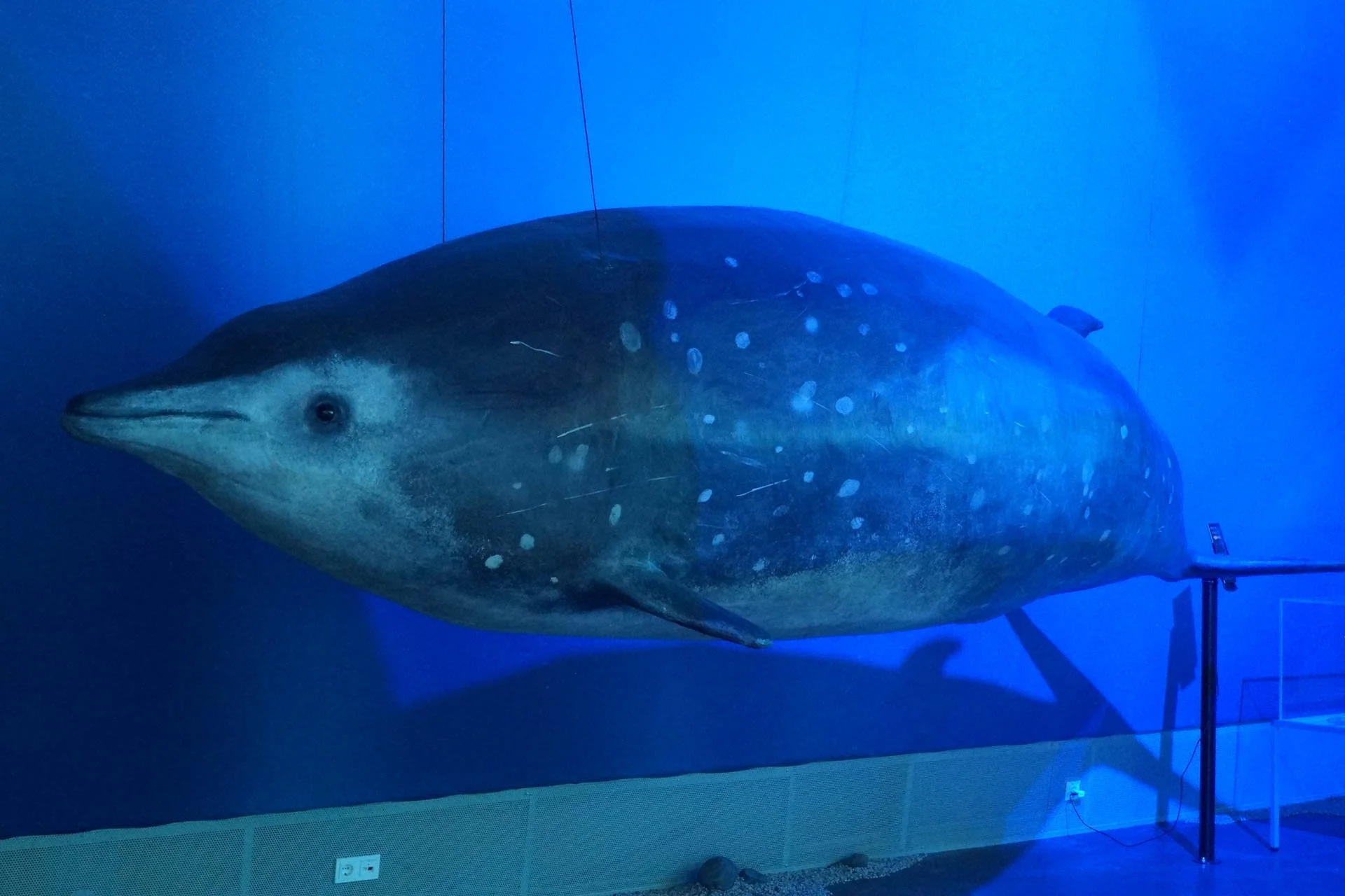 Whales of Iceland Exhibit