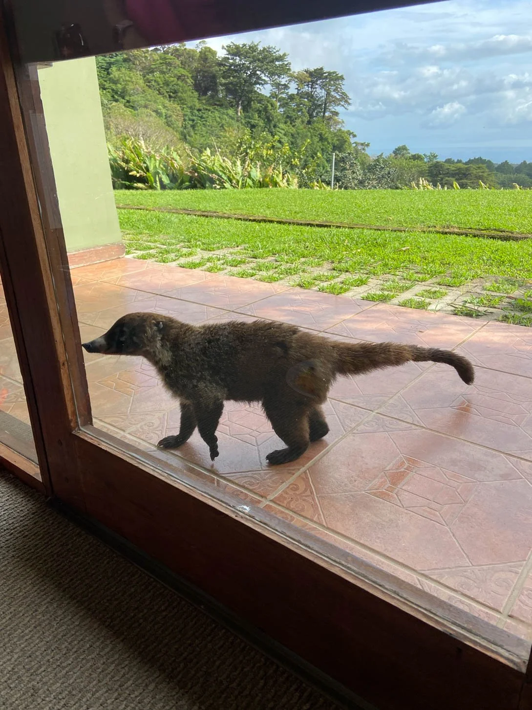 Coati outside our room at El Establo Hotel