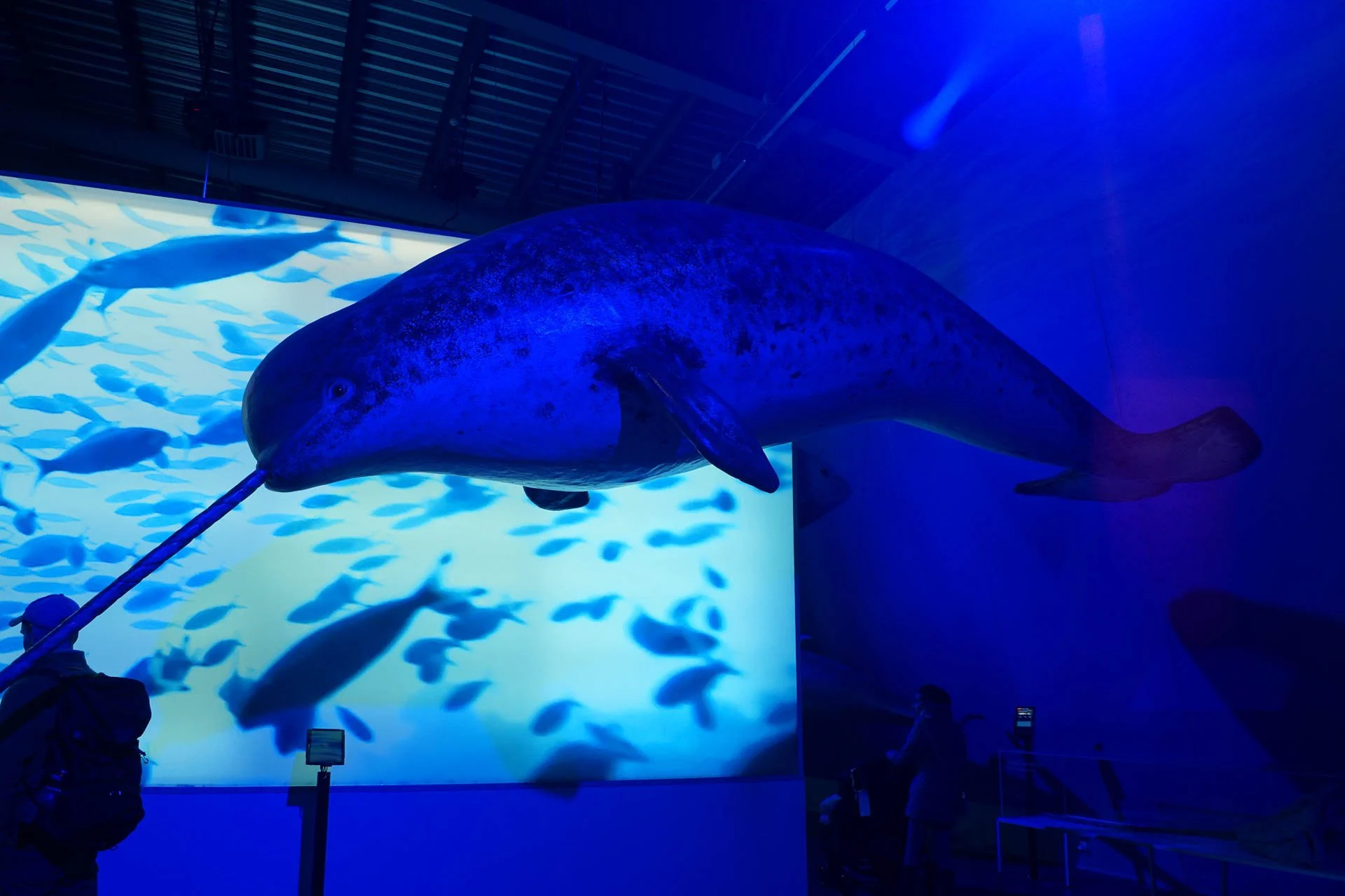Whales of Iceland Exhibit - Narwhal