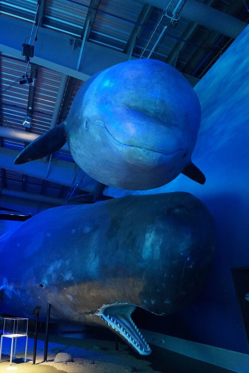 Whales of Iceland Exhibit - Sperm Whale