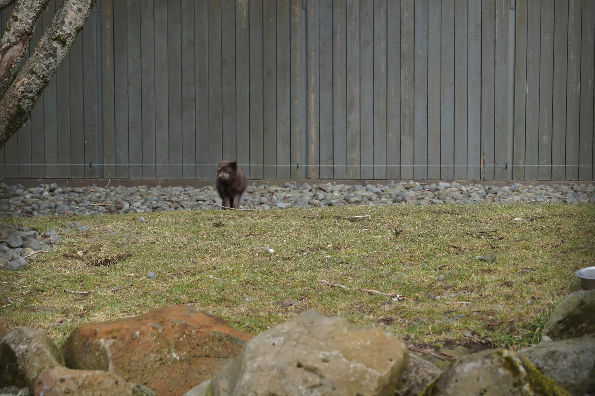 Iceland Zoo - Arctic Fox