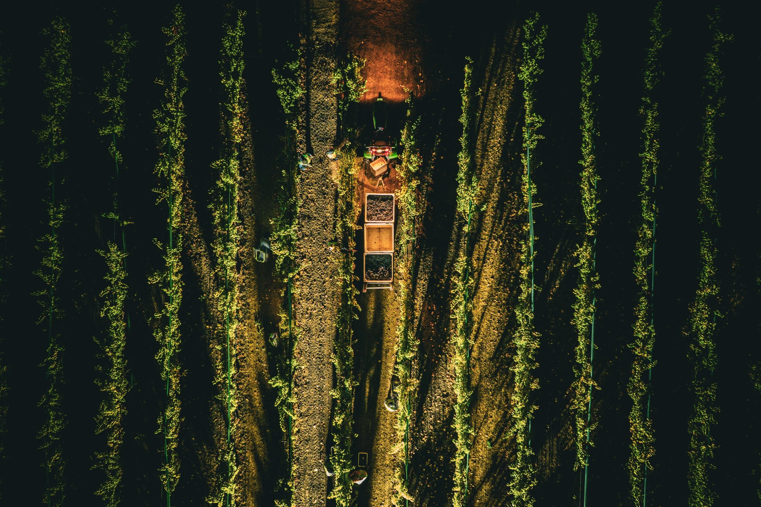 Beckstoffer To Kalon Vineyard early morning pick for Crush